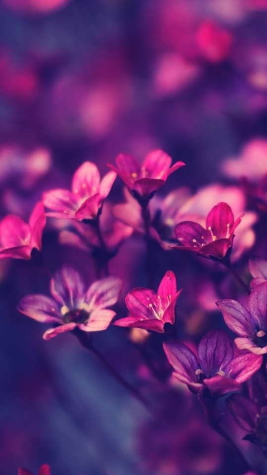 Download mobile wallpaper Flowers, Flower, Earth for free.