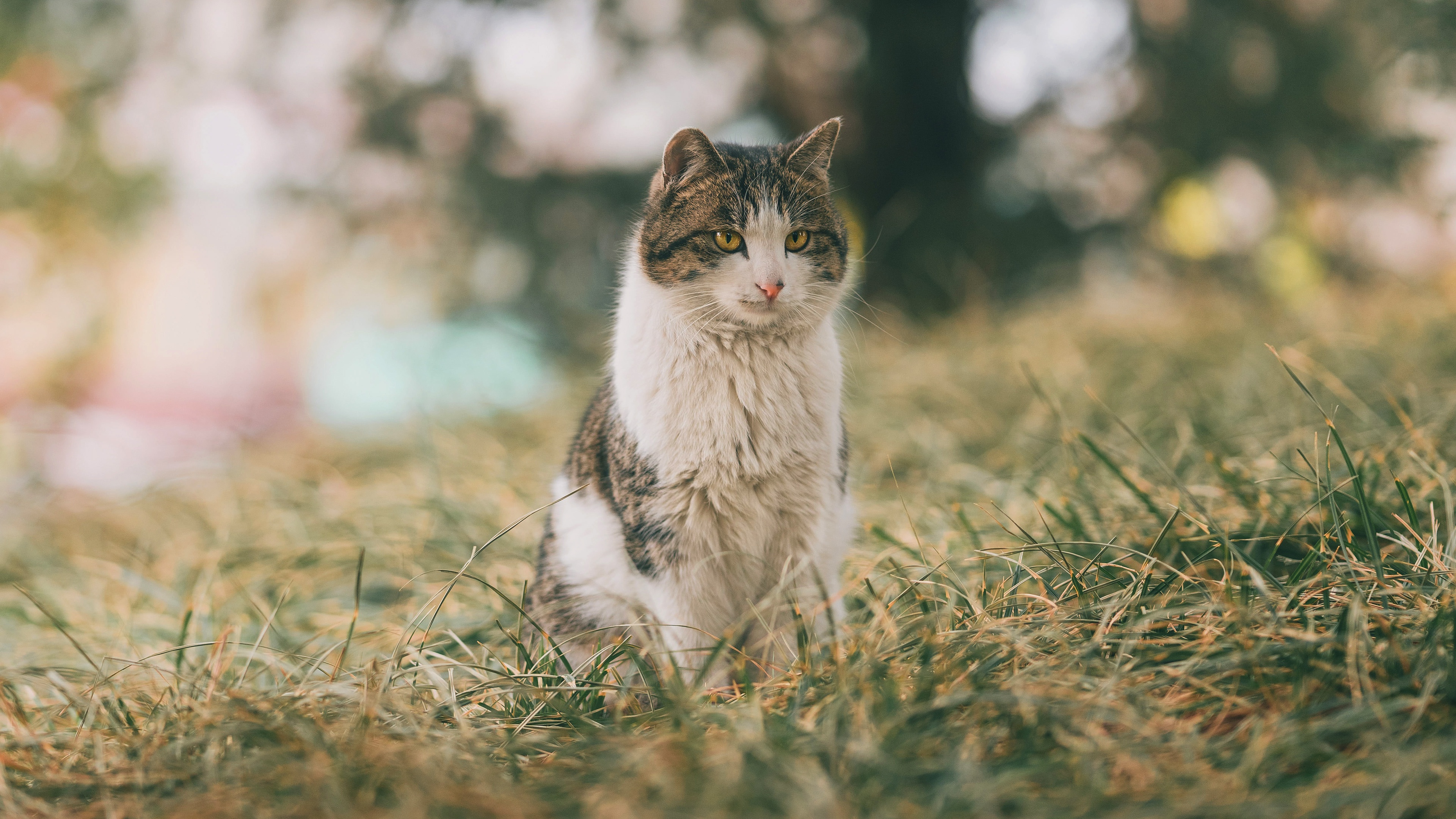 Laden Sie das Katze, Katzen, Tiere-Bild kostenlos auf Ihren PC-Desktop herunter