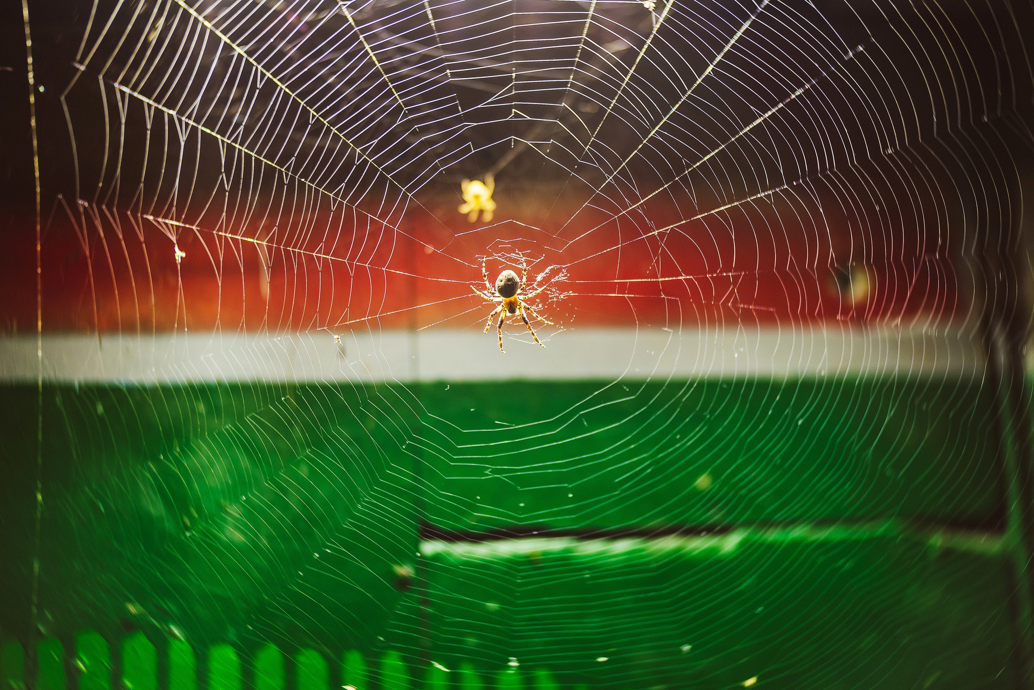 Download mobile wallpaper Spiders, Animal, Spider, Spider Web for free.