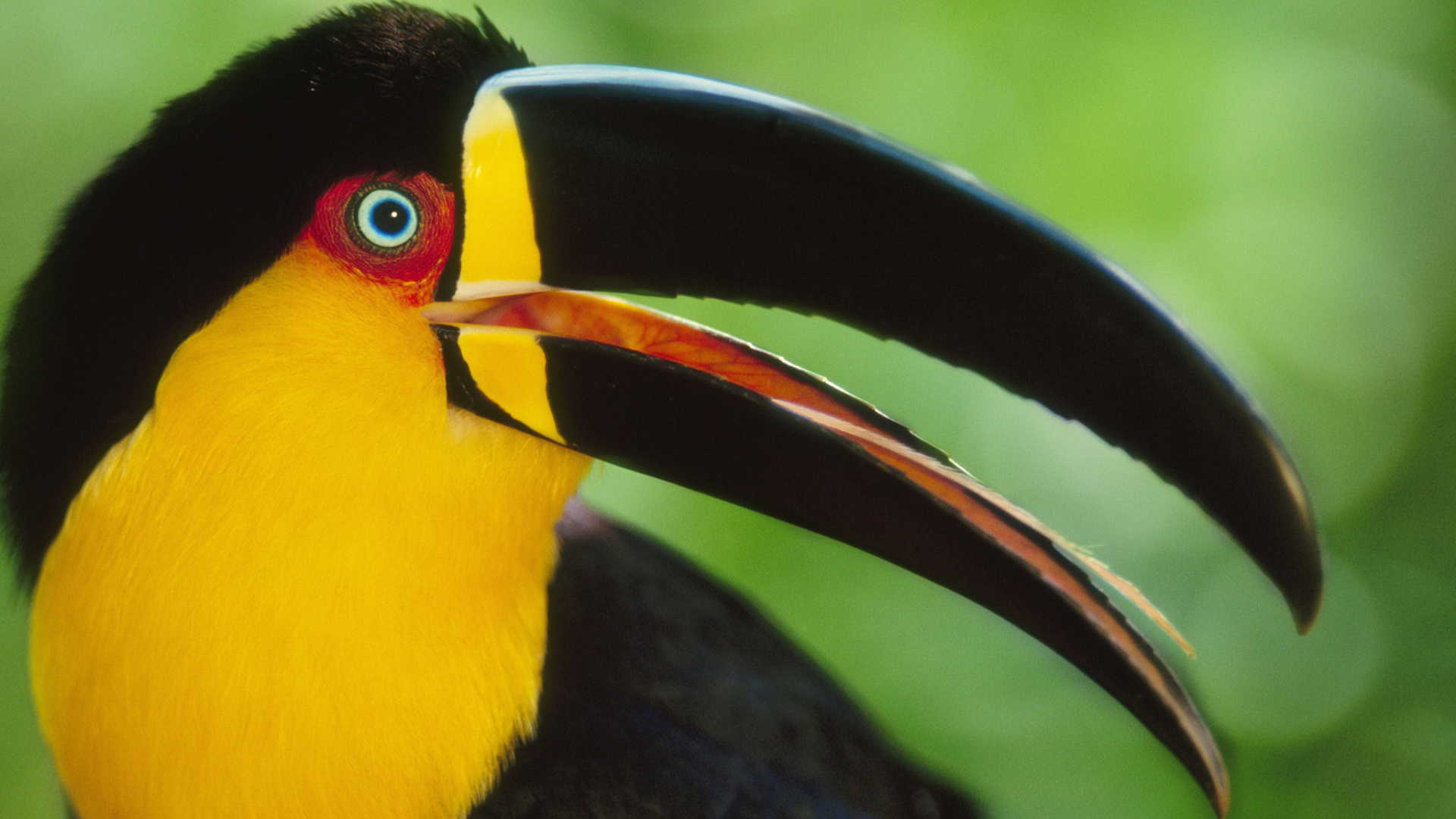 Download mobile wallpaper Animal, Toucan for free.