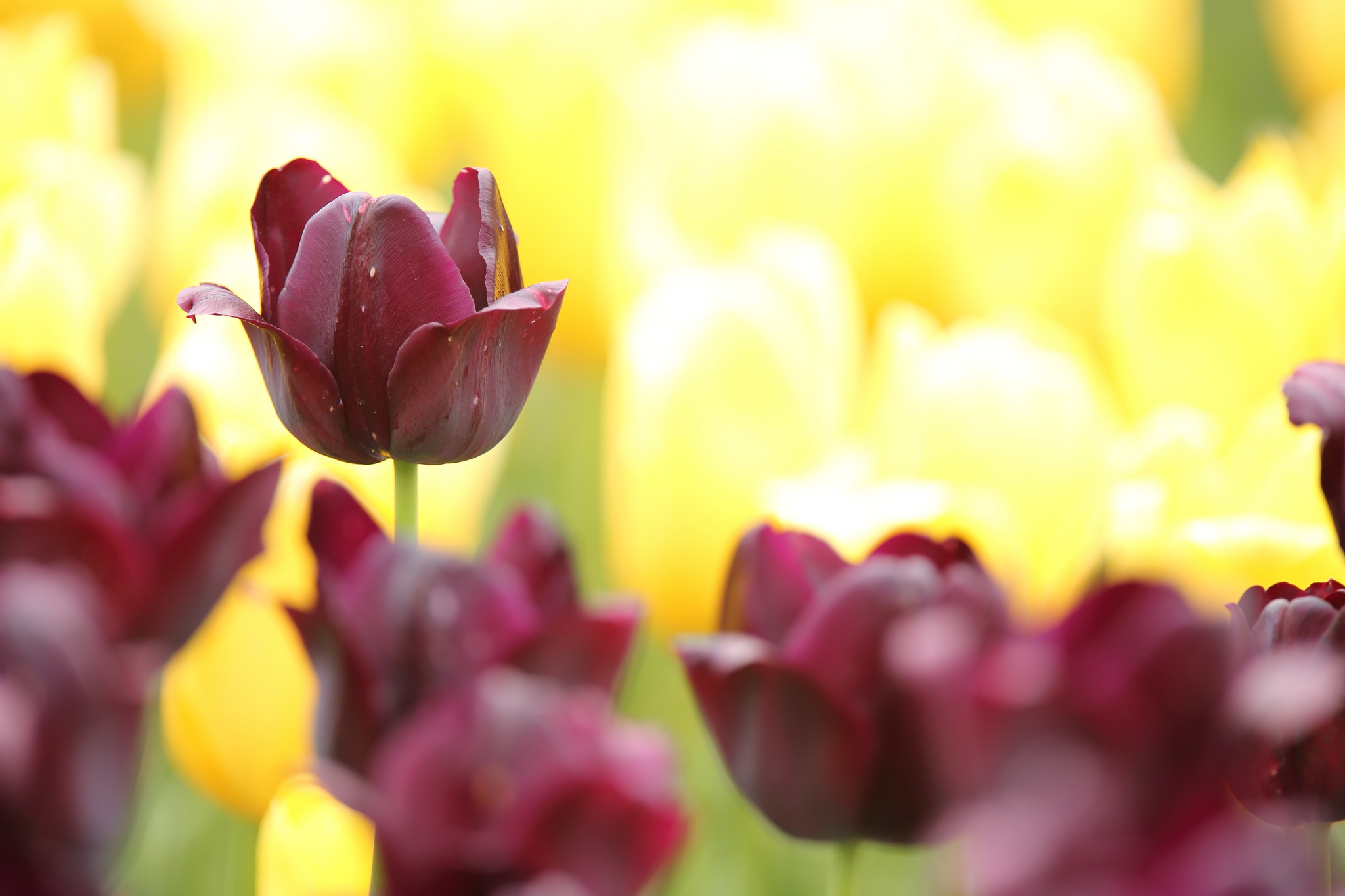 Téléchargez gratuitement l'image Fleurs, Fleur, Tulipe, La Nature, Terre/nature sur le bureau de votre PC