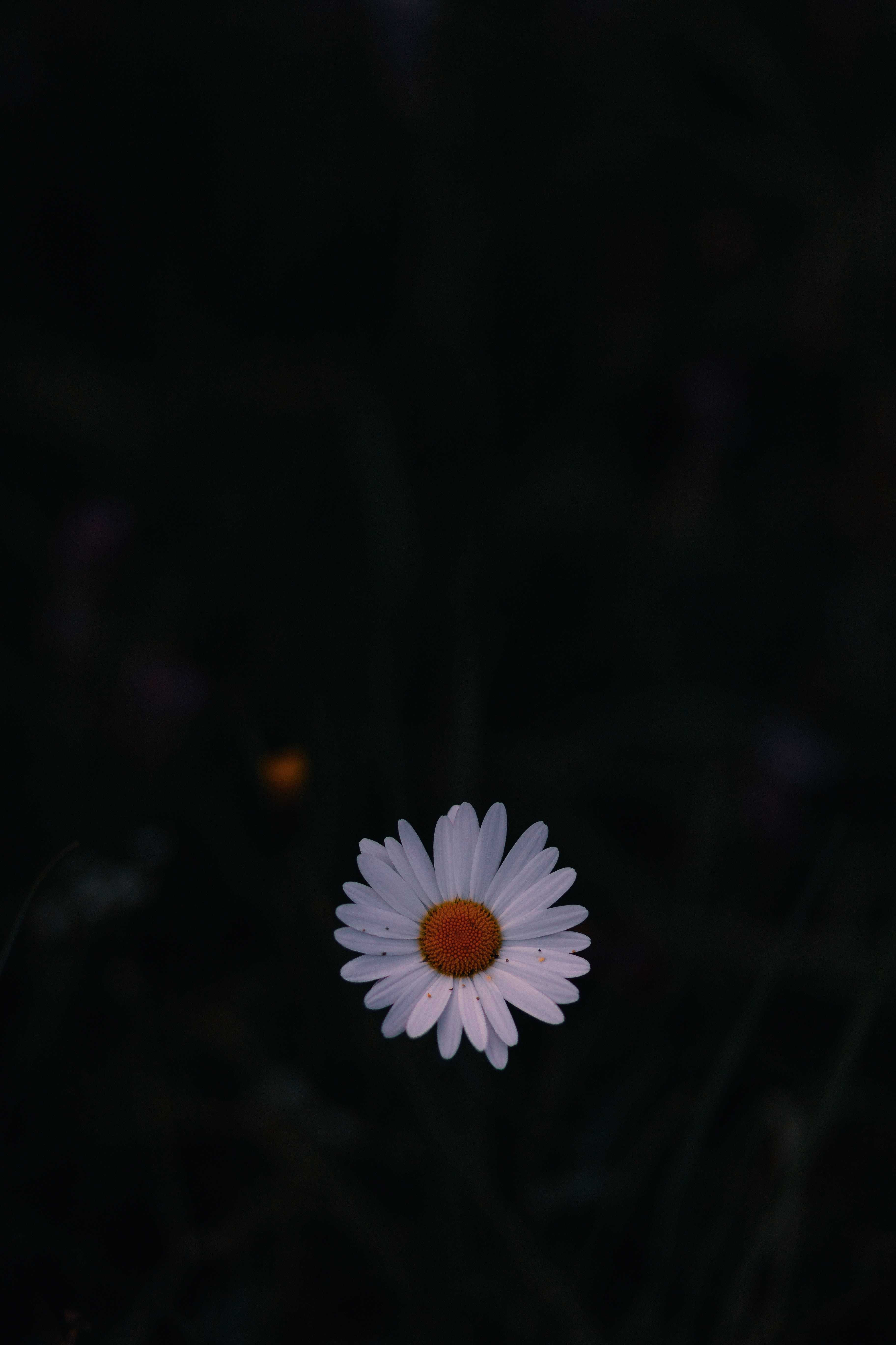 146297 завантажити картинку темні, темний, темний фон, темне тло, ромашка, польовий квітка, польова квітка - шпалери і заставки безкоштовно