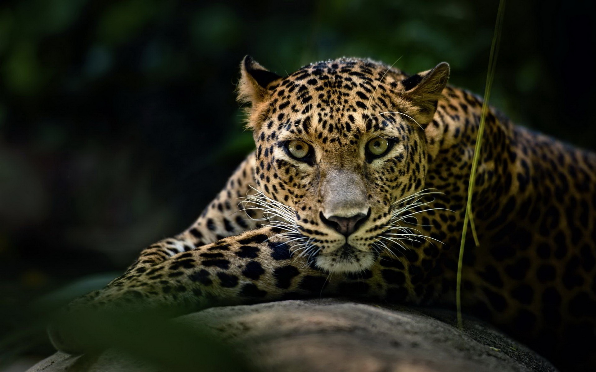 Download mobile wallpaper Cats, Leopard, Animal for free.