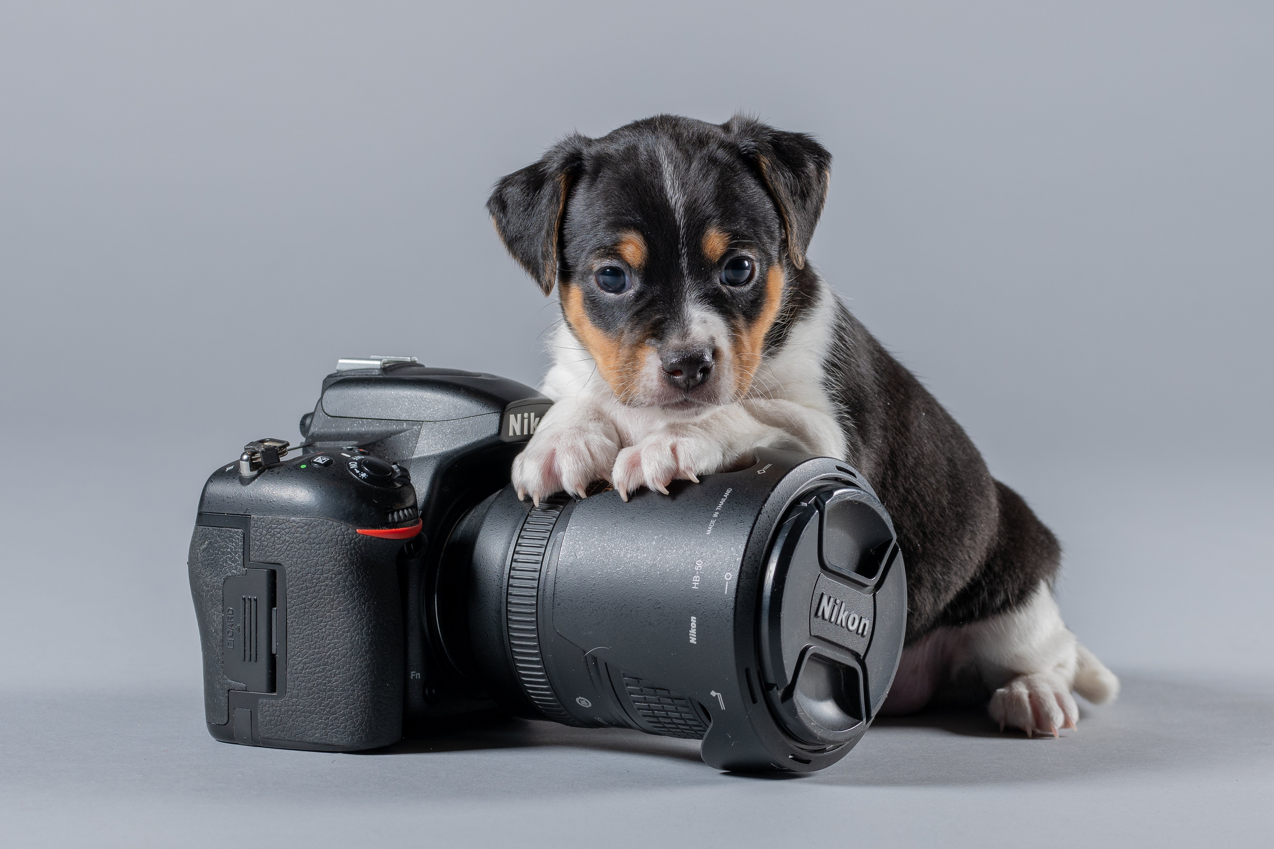 487407 descargar imagen animales, cachorro, bebe animal, cámara, perro, nikon, perros: fondos de pantalla y protectores de pantalla gratis