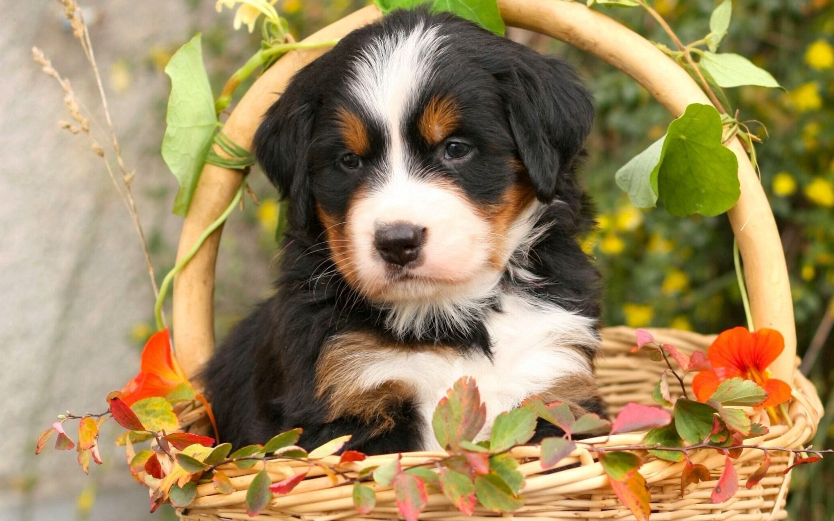 basket, animals, flowers, dog, puppy, bernese mountain dog, berne zennenhund, bernese shepherd
