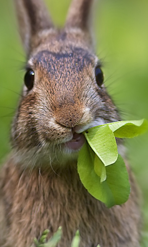 Descarga gratuita de fondo de pantalla para móvil de Animales, Conejo.