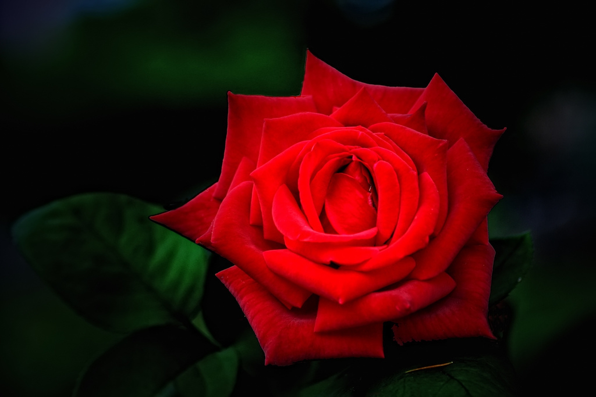 Скачати мобільні шпалери Квітка, Роза, Земля, Червона Троянда, Червона Квітка, Впритул, Флауерзи безкоштовно.