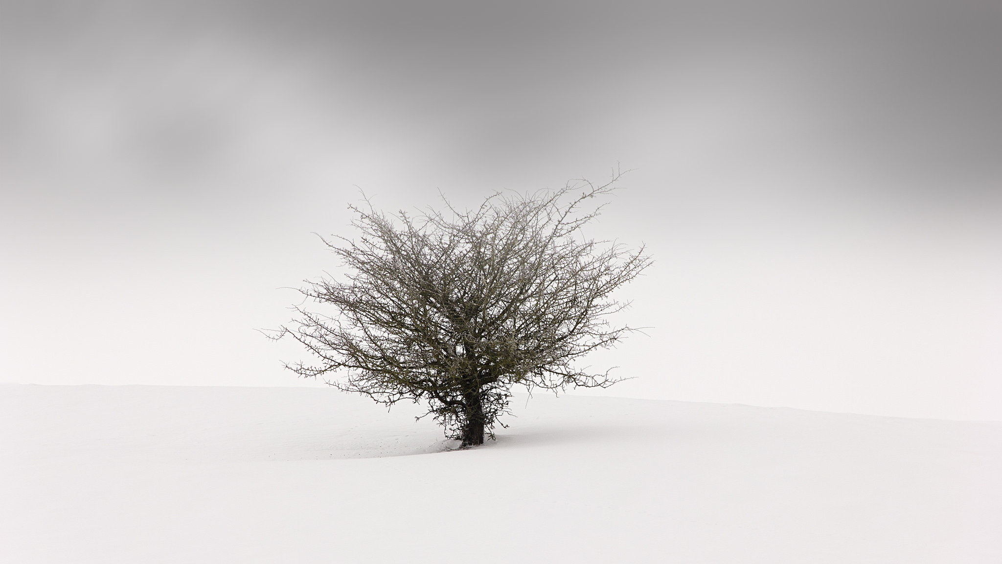 Download mobile wallpaper Nature, Trees, Snow, Tree, Fog, Earth, Lonely Tree for free.