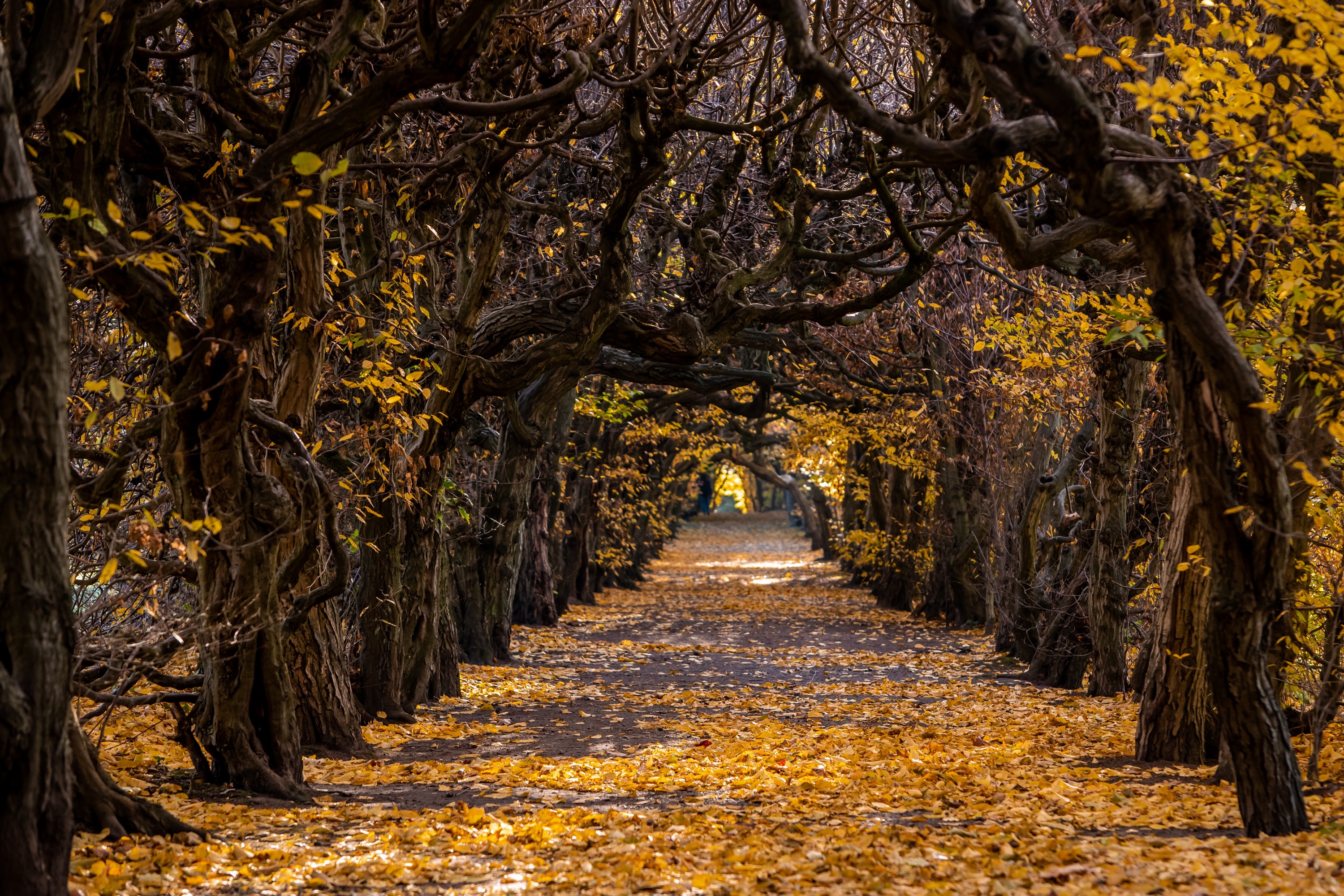 Free download wallpaper Nature, Fall, Earth, Path, Tree Lined on your PC desktop