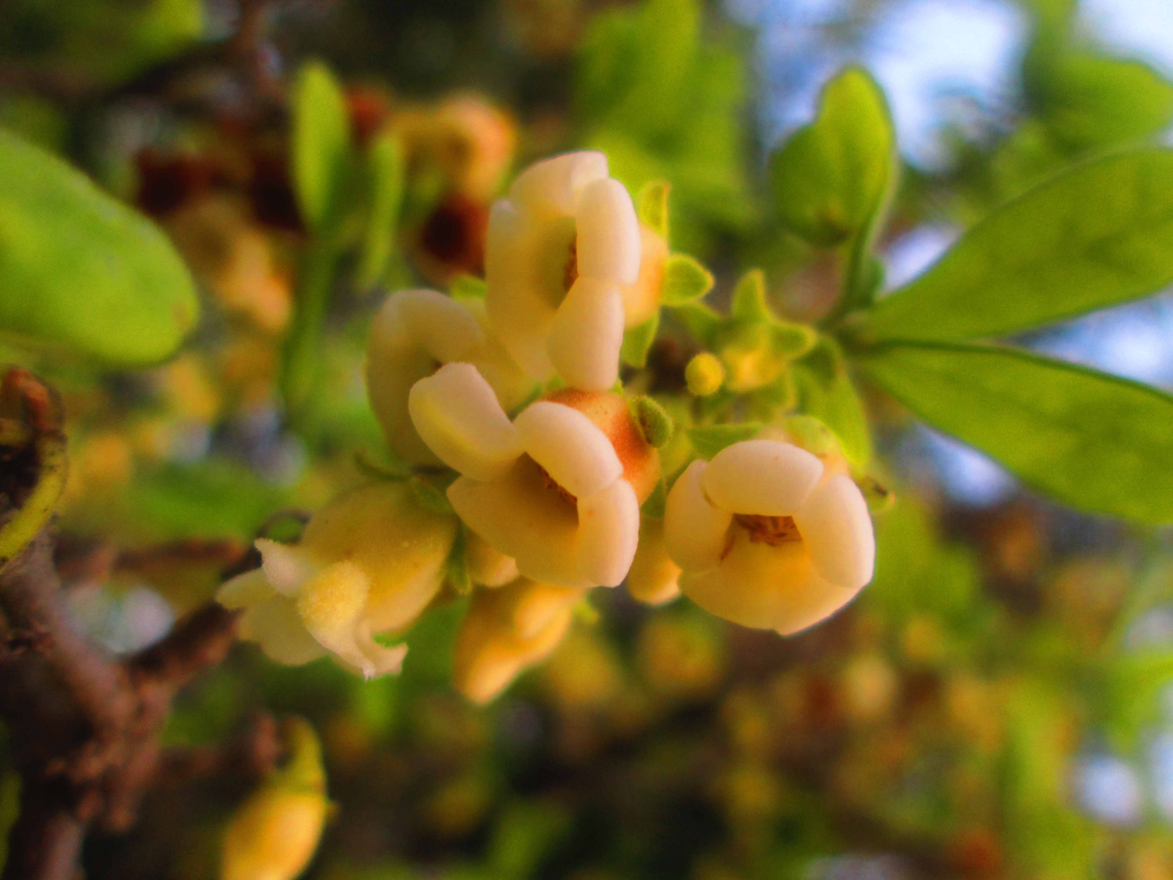 Descarga gratis la imagen Flores, Flor, Florecer, Tierra/naturaleza en el escritorio de tu PC