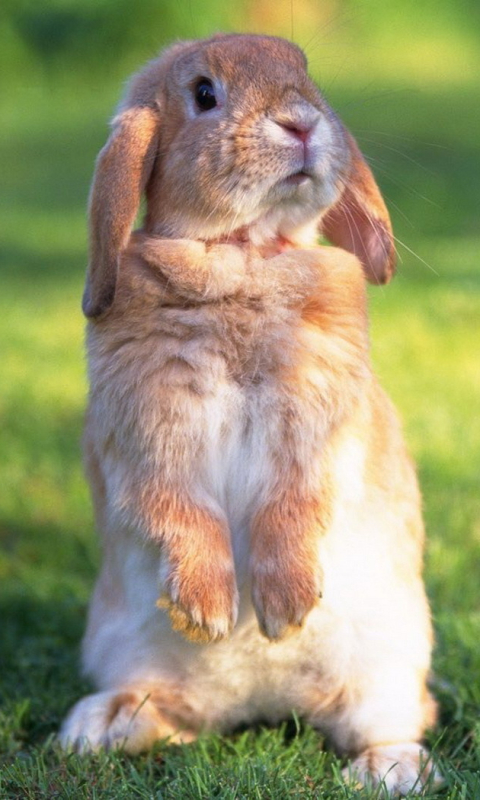 Download mobile wallpaper Animal, Rabbit for free.