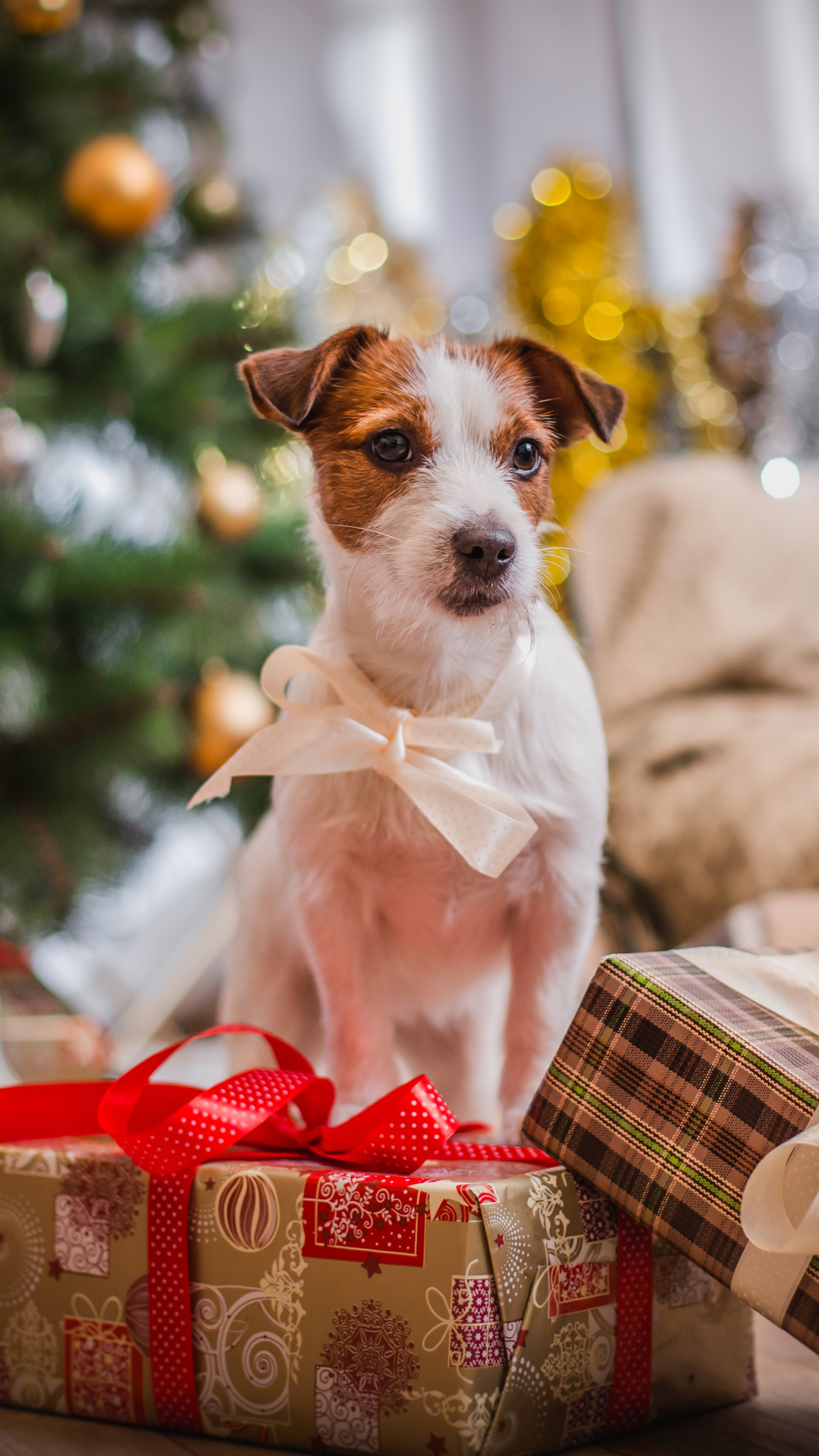 Téléchargez des papiers peints mobile Noël, Chien, Vacances, Cadeau, Terrier gratuitement.