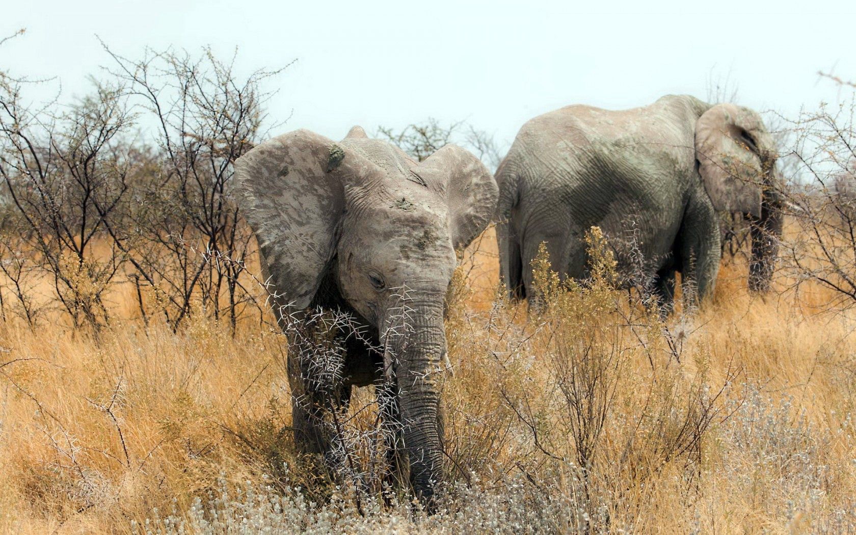 Téléchargez des papiers peints mobile Nature, Animaux, Afrique, Elephants gratuitement.