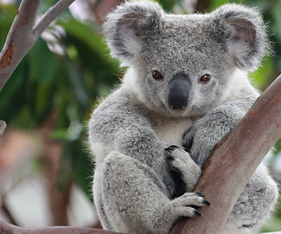 Téléchargez gratuitement l'image Koala, Animaux sur le bureau de votre PC