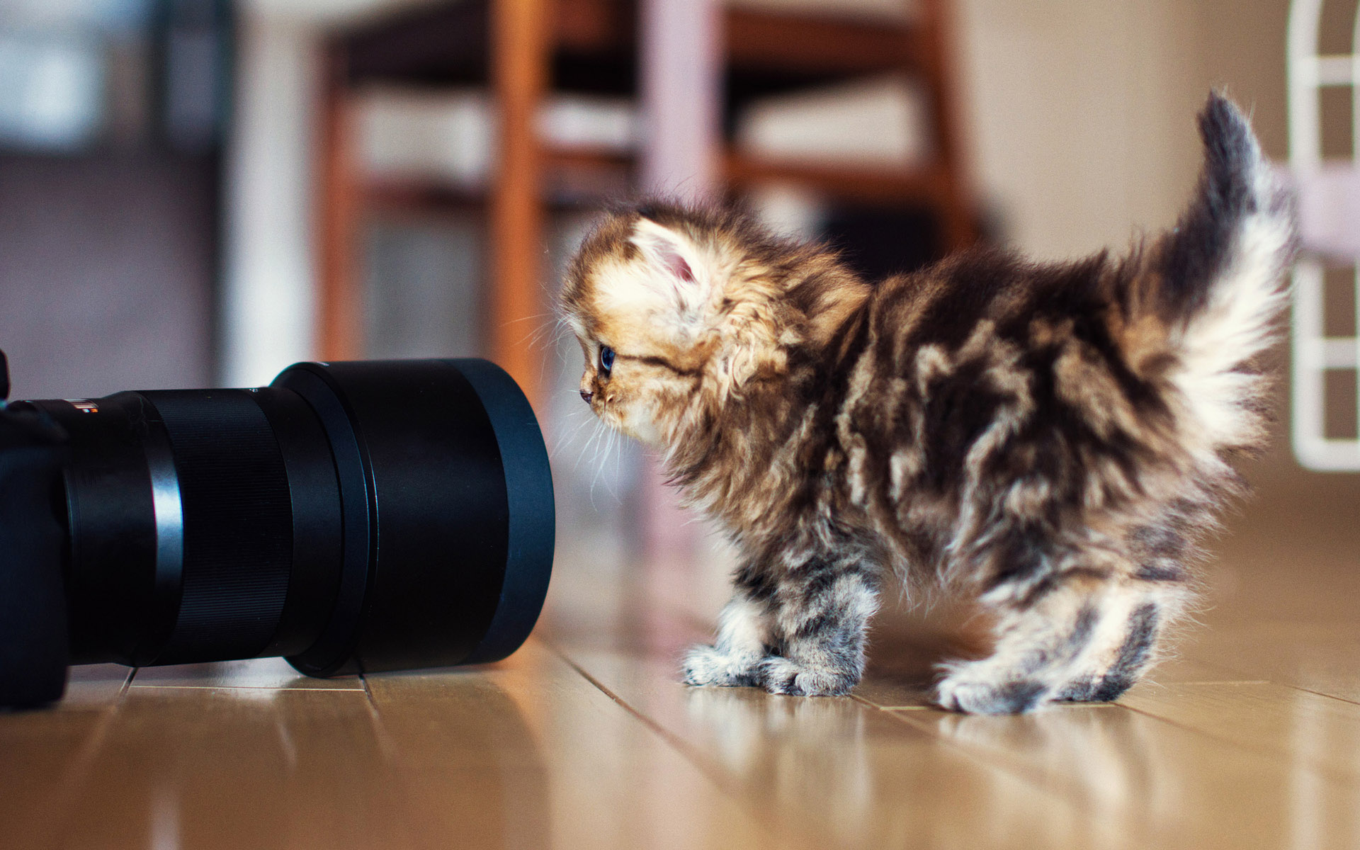 Baixe gratuitamente a imagem Gato, Gatos, Animais na área de trabalho do seu PC