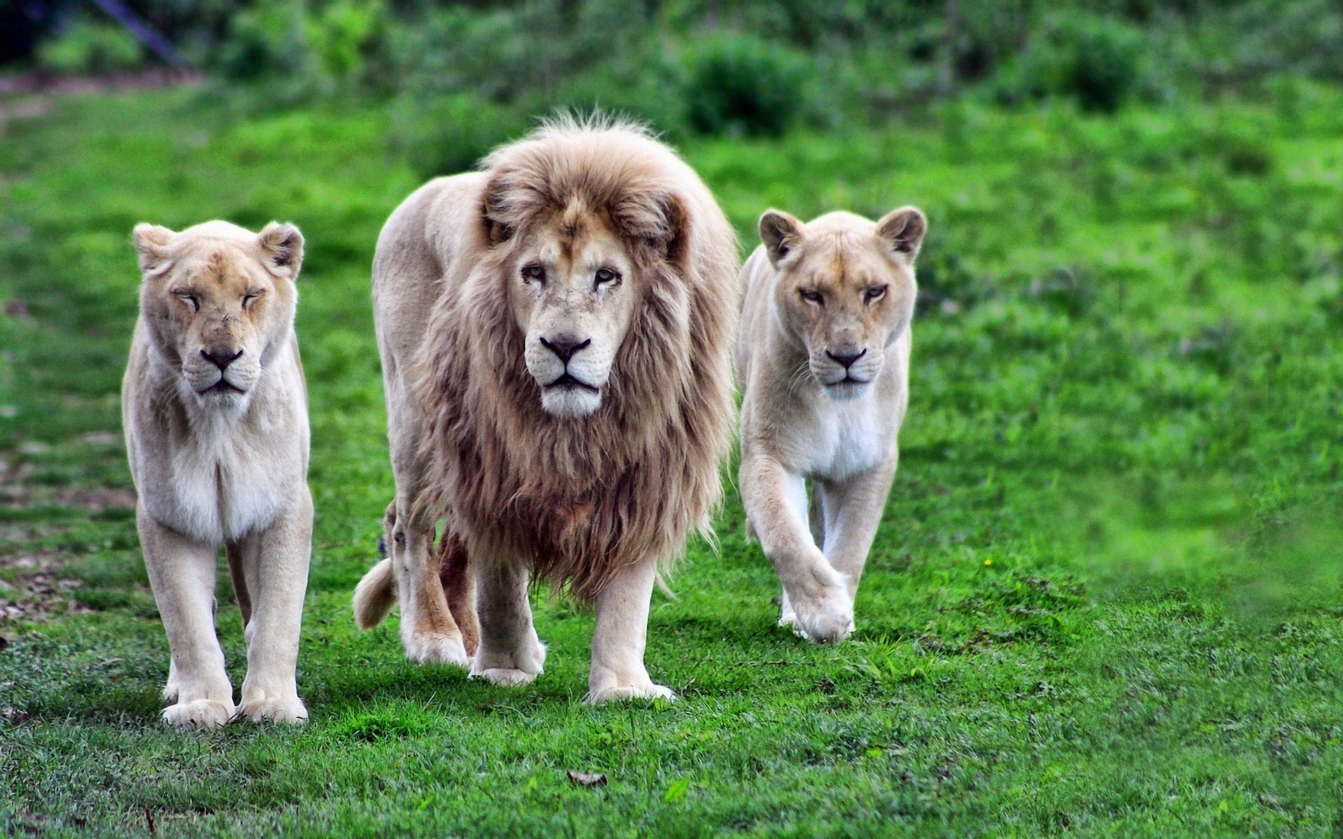 Download mobile wallpaper Lion, Animal for free.