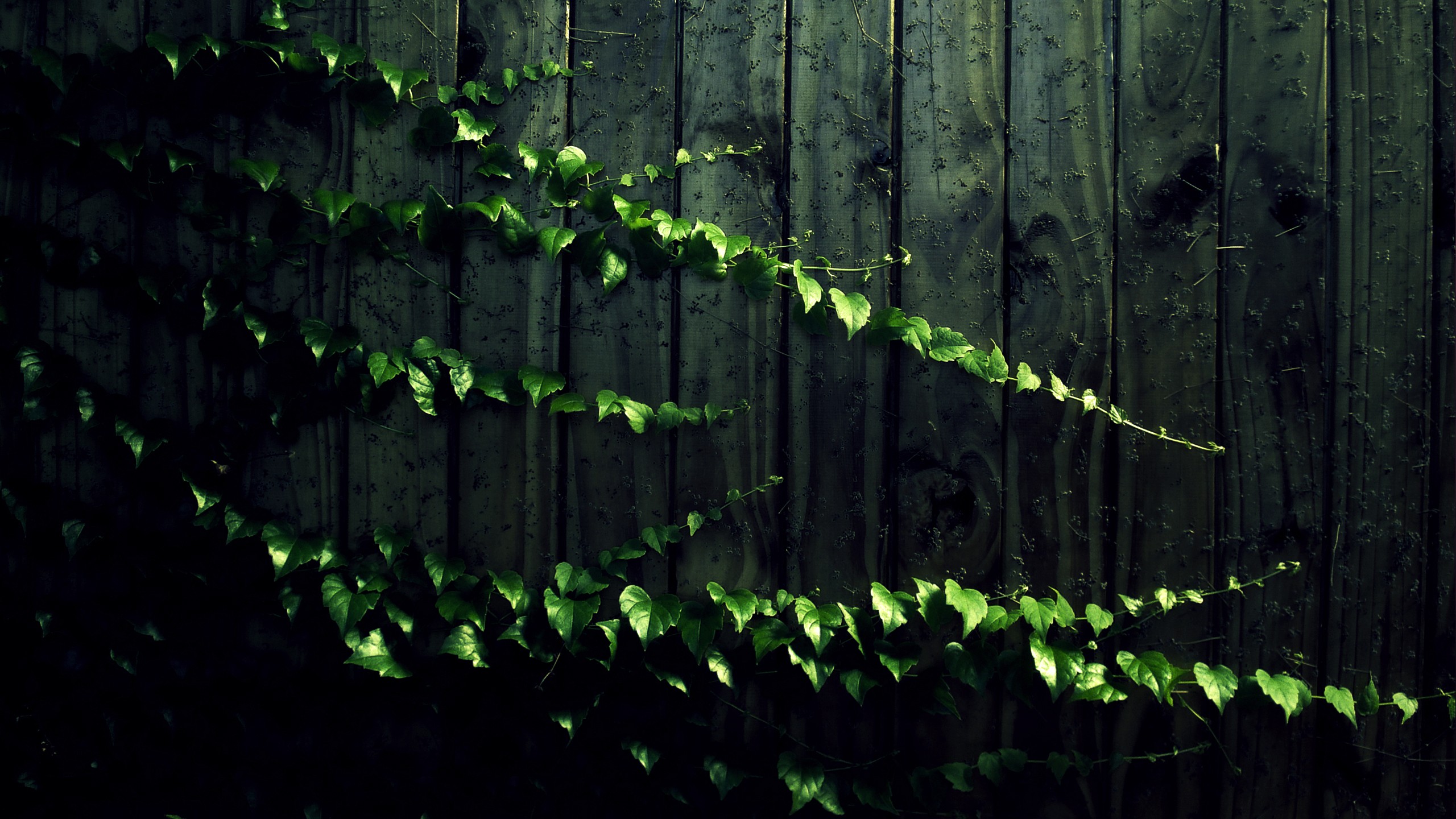 earth, leaf, fence, vine