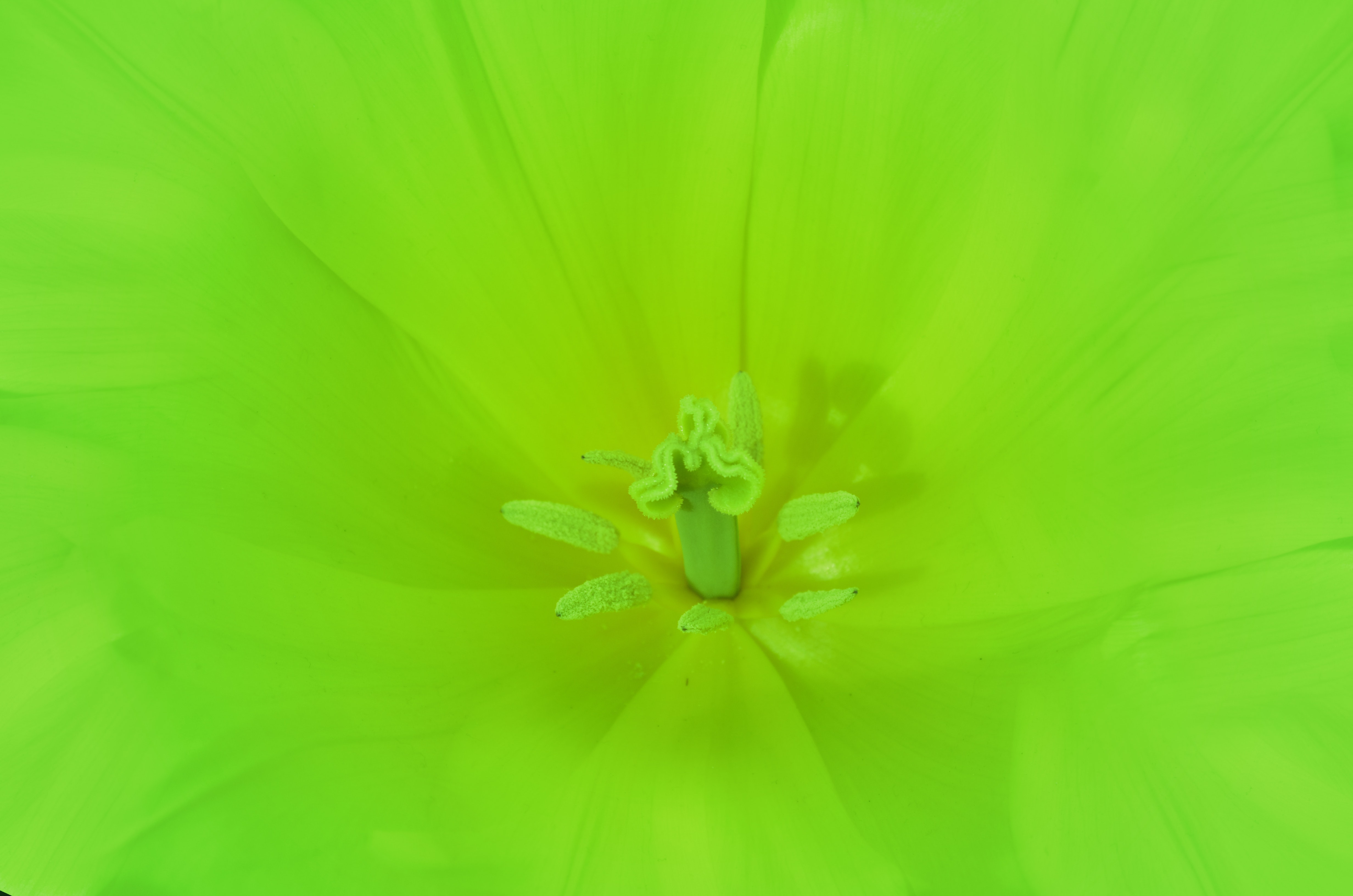 Free download wallpaper Flower, Macro, Bright on your PC desktop