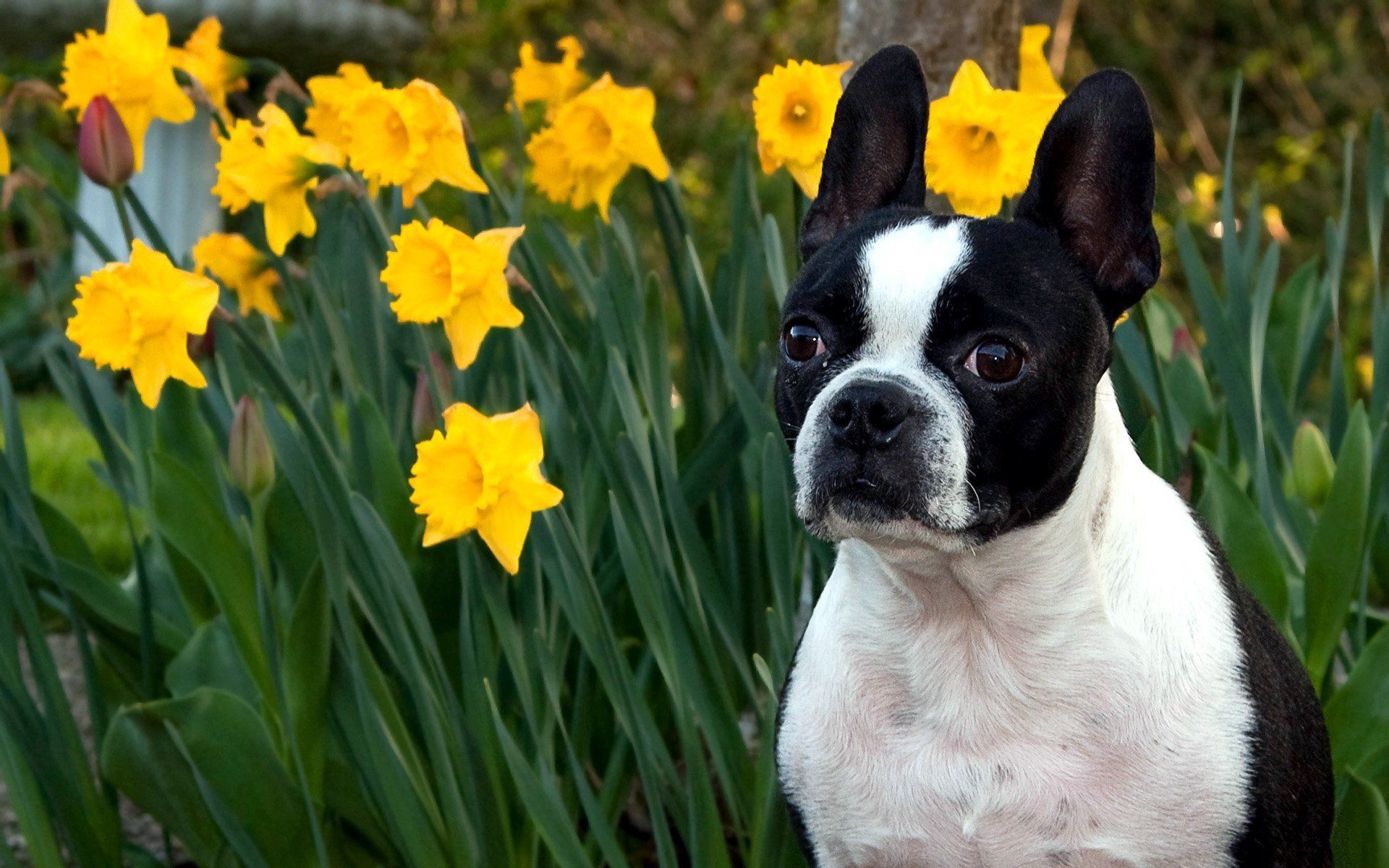 Download mobile wallpaper Narcissussi, Bulldog, Animals, Muzzle, Flowers, Dog for free.
