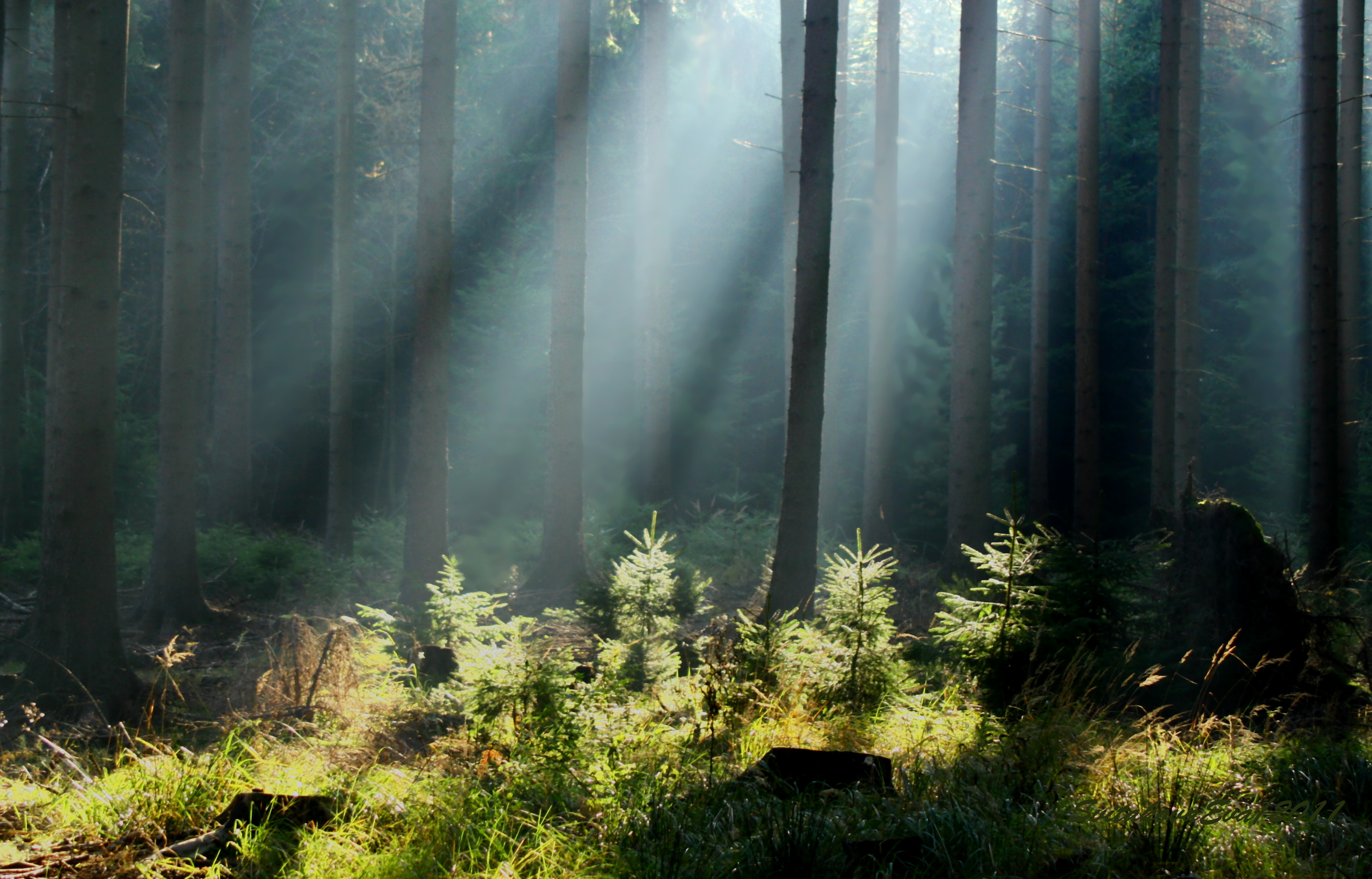 Téléchargez gratuitement l'image Forêt, Terre/nature sur le bureau de votre PC