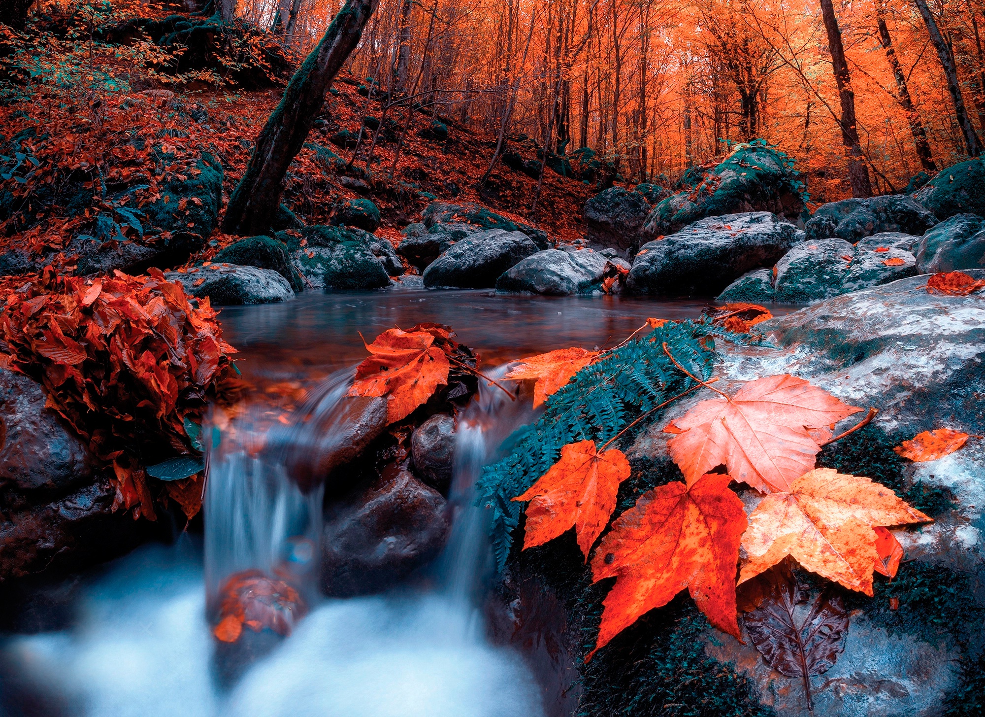 Скачать обои бесплатно Природа, Осень, Лес, Листва, Ручей, Земля/природа картинка на рабочий стол ПК