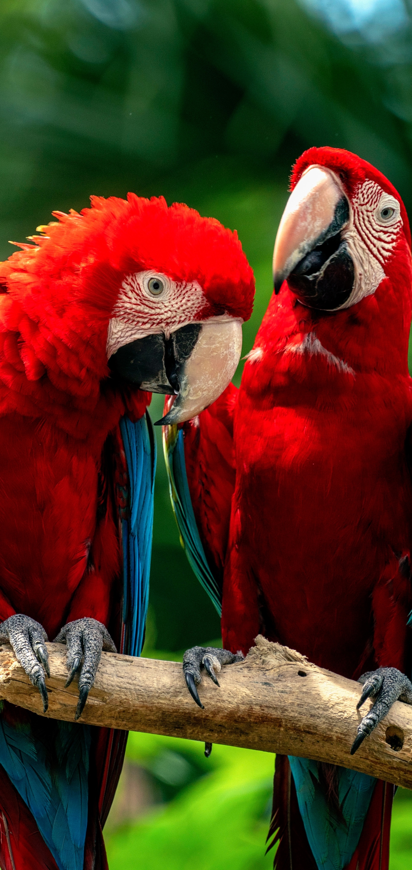 Download mobile wallpaper Birds, Bird, Animal, Macaw, Parrot, Red And Green Macaw for free.