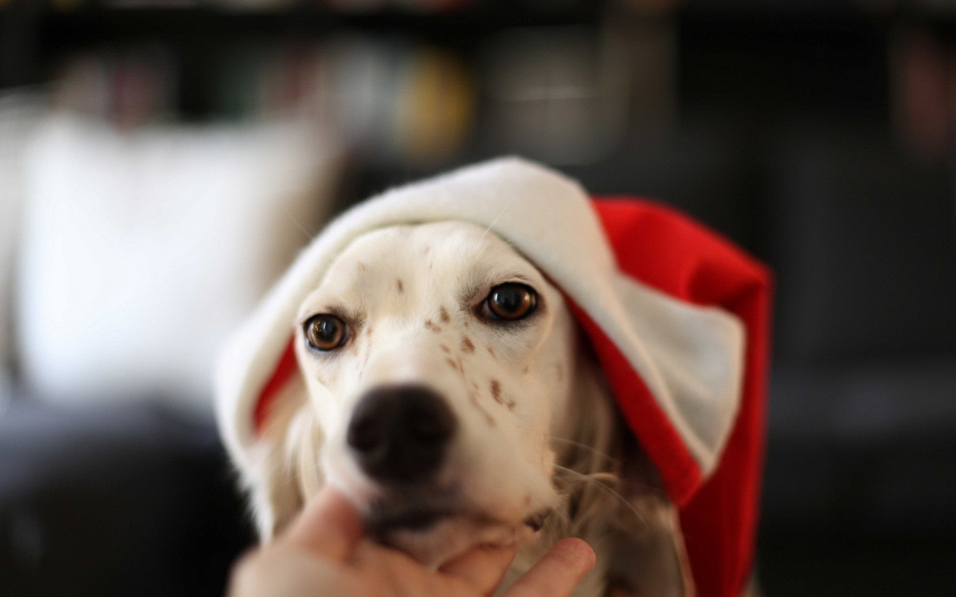 Baixar papel de parede para celular de Cães, Cão, Animais gratuito.