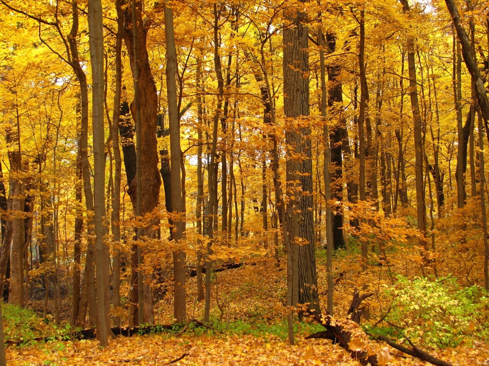 Téléchargez des papiers peints mobile Automne, Forêt, Feuille, La Nature, Terre/nature gratuitement.