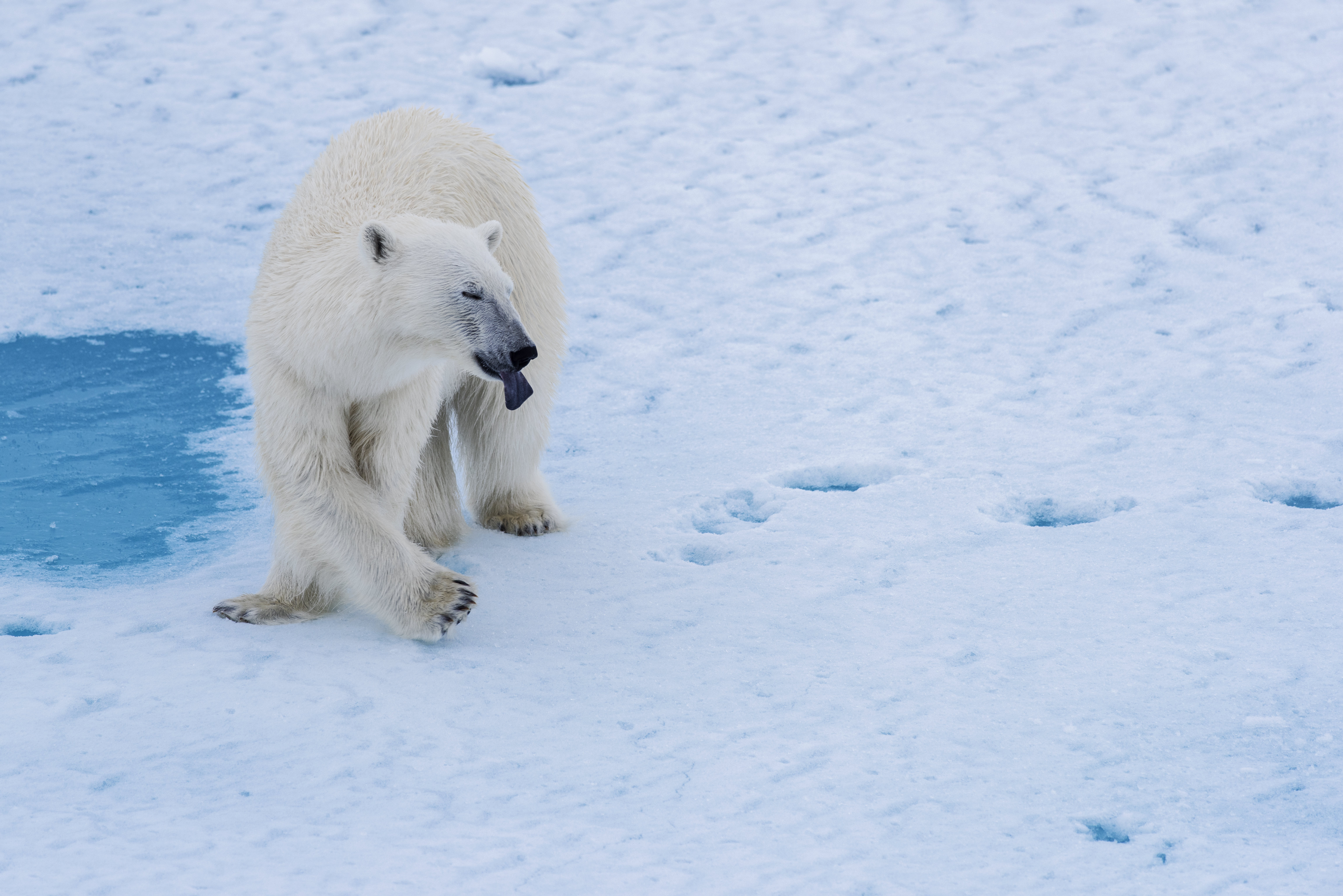 Laden Sie das Polarbär, Wasser, Bär, Schnee, Raubtier, Predator, Tiere, Eisbär-Bild kostenlos auf Ihren PC-Desktop herunter
