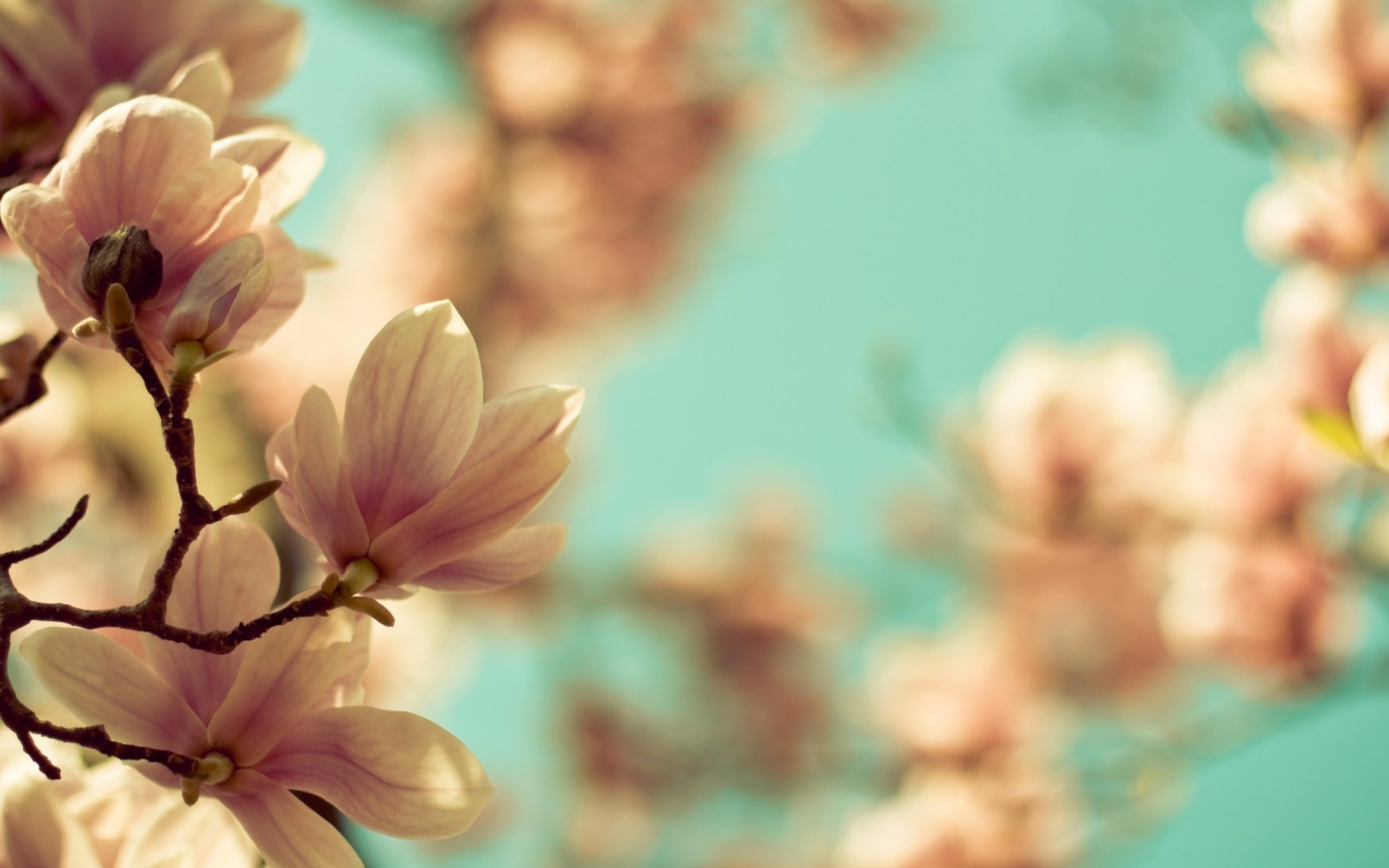 Free download wallpaper Flowers, Earth, Blossom on your PC desktop