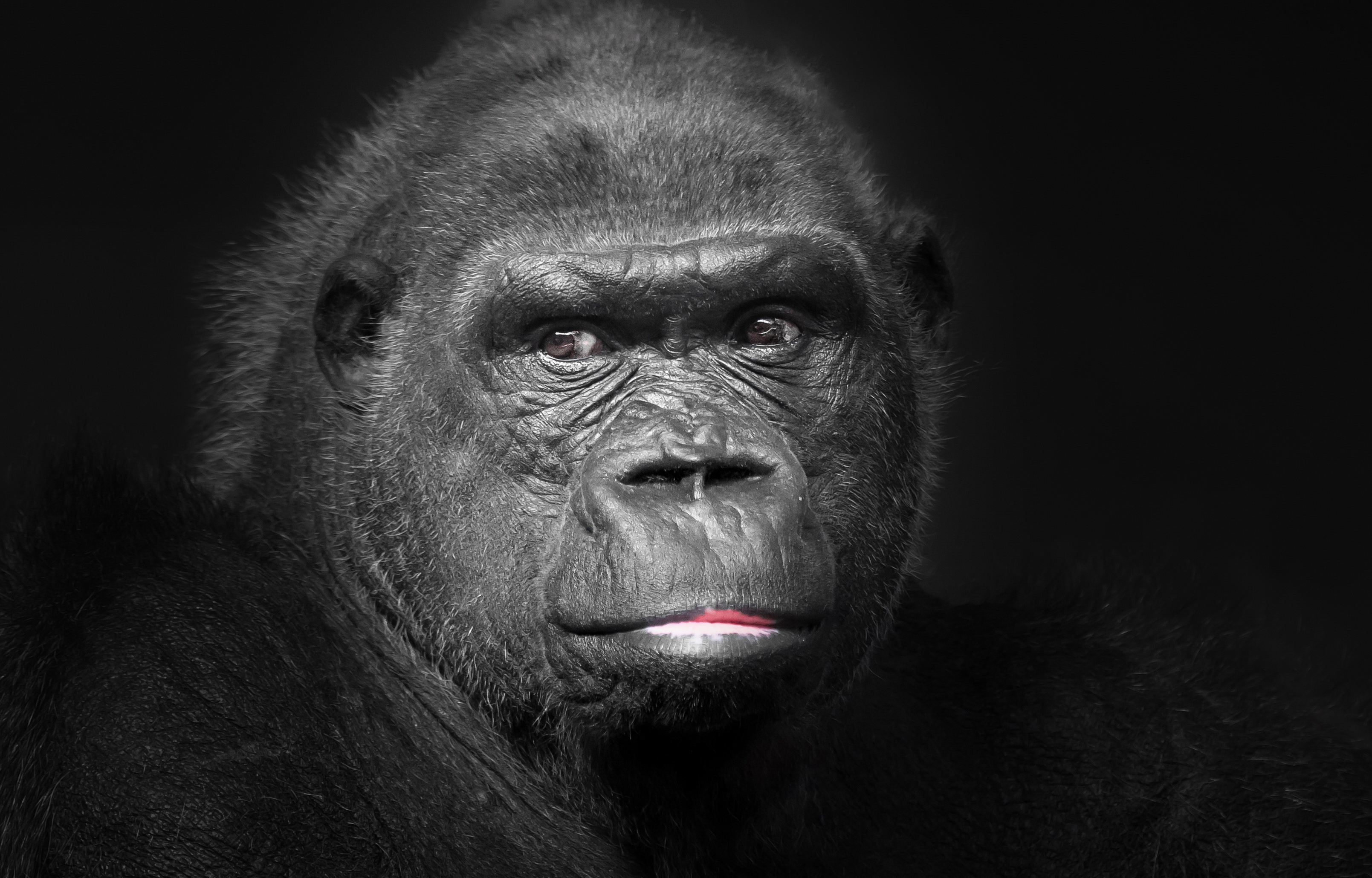 Descarga gratuita de fondo de pantalla para móvil de Animales, Monos, Gorila, Mono.