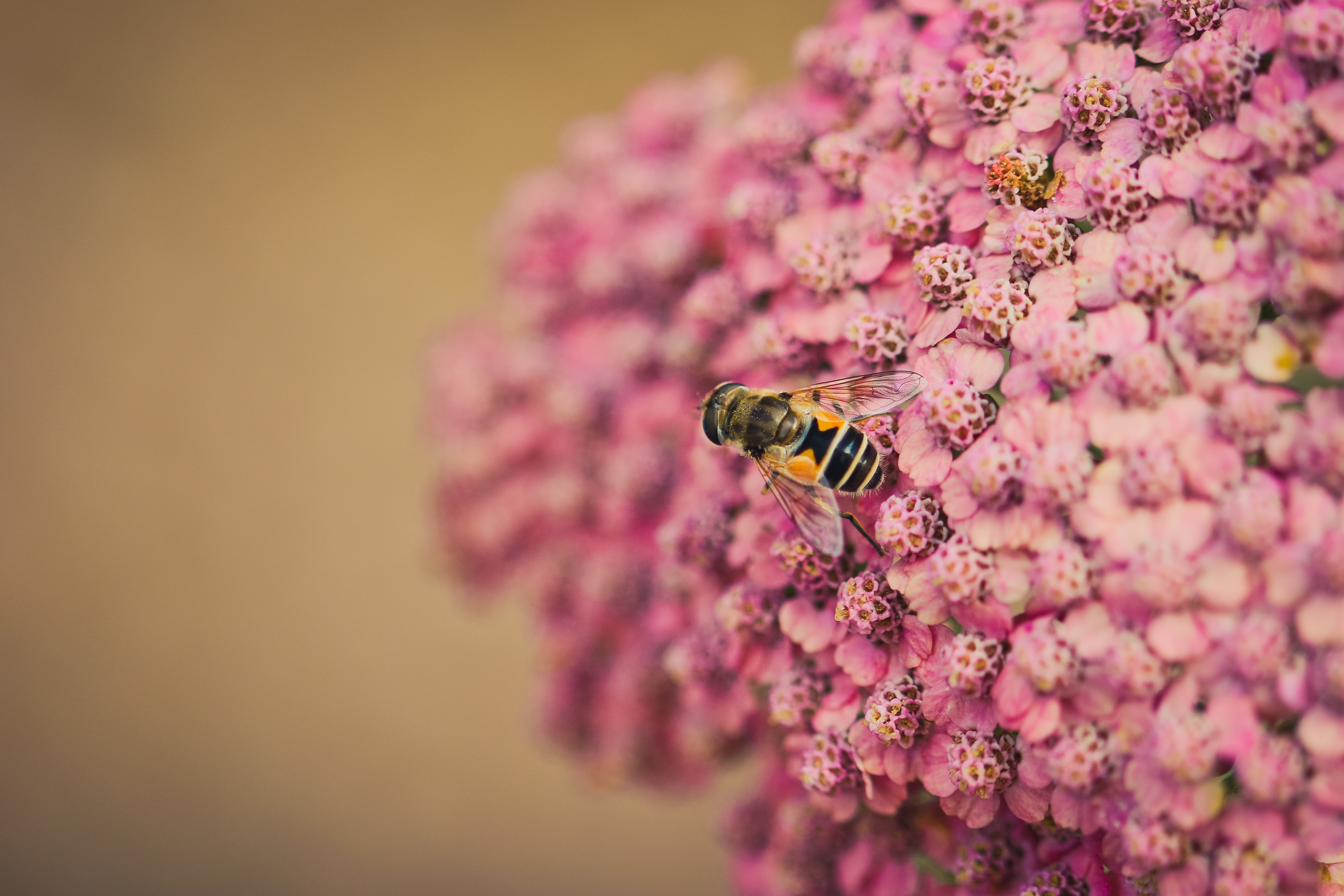 Free download wallpaper Insects, Flower, Macro, Blur, Insect, Bee, Animal, Pink Flower on your PC desktop