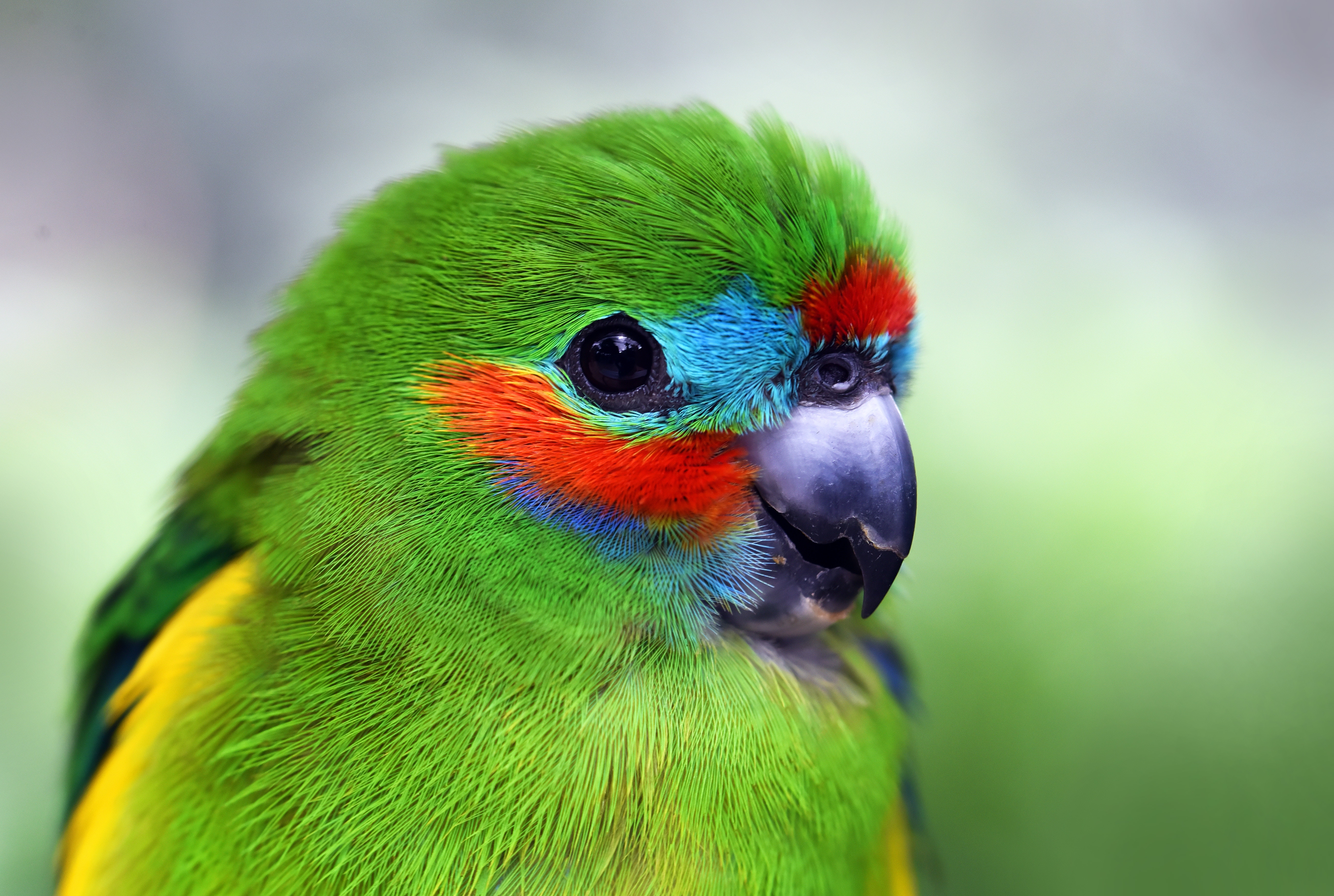 Laden Sie das Tiere, Vögel, Vogel, Nahansicht, Papagei-Bild kostenlos auf Ihren PC-Desktop herunter