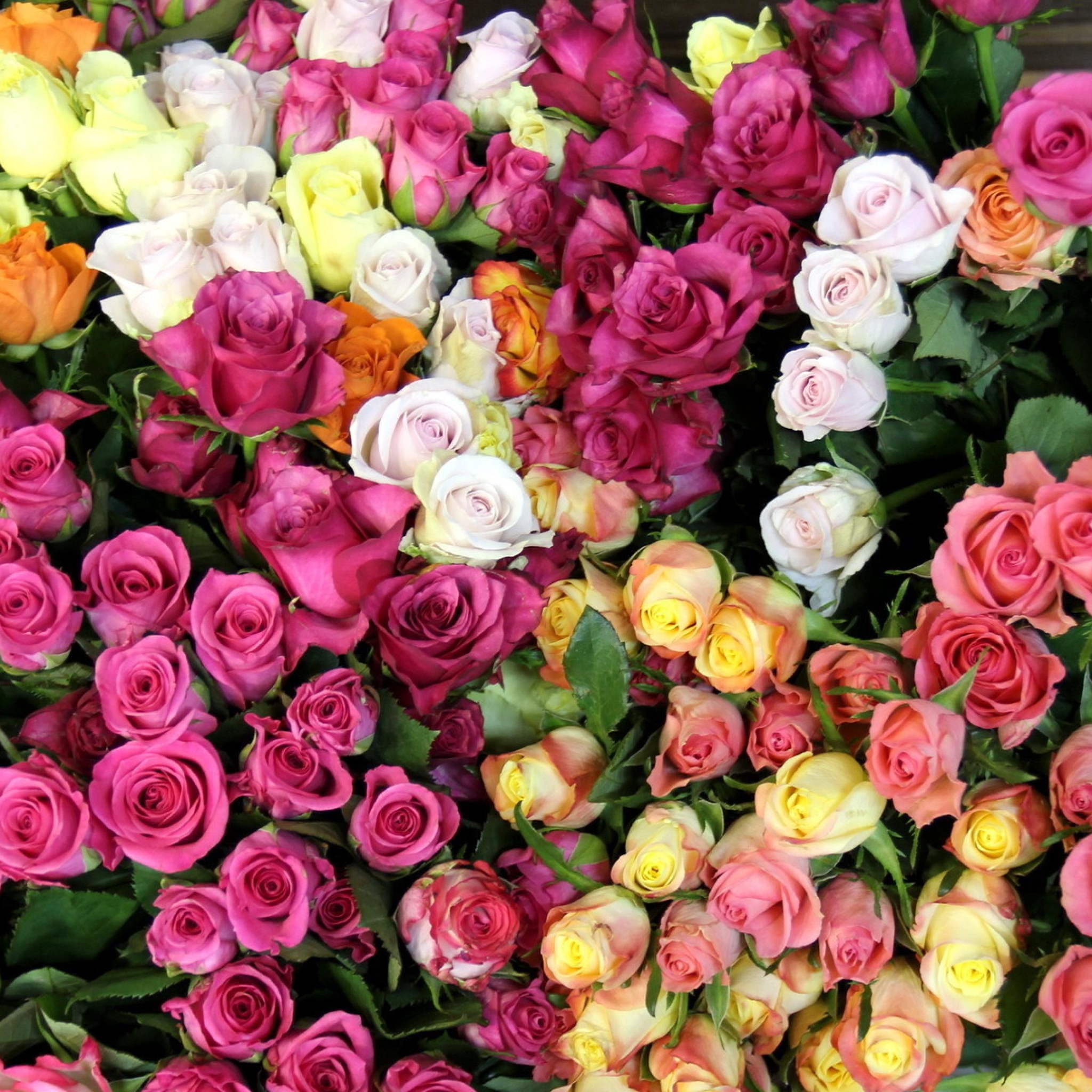 Téléchargez des papiers peints mobile Fleurs, Rose, Fleur, Terre, Couleurs, Coloré, Terre/nature gratuitement.