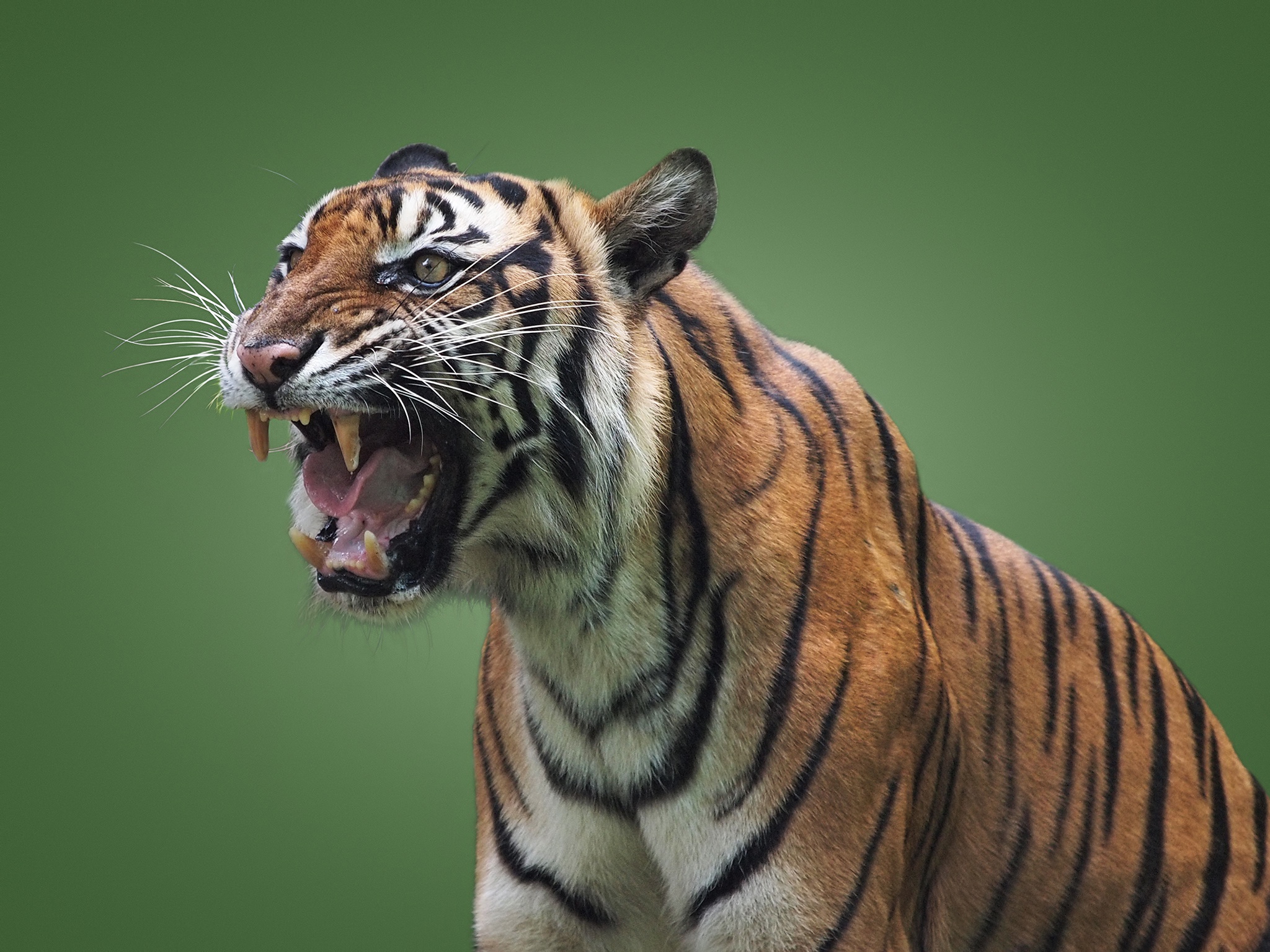animal, tiger, mouth, cats