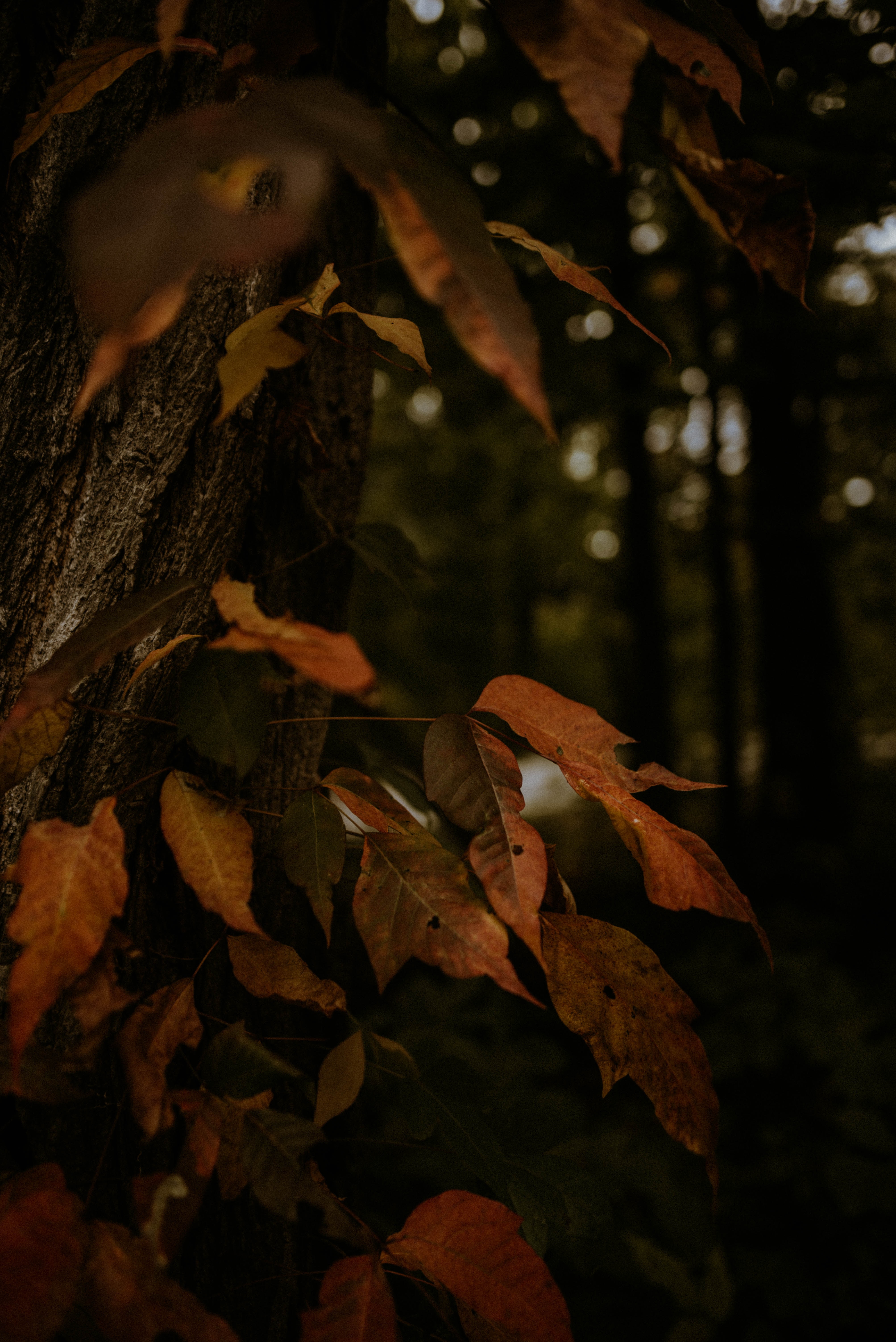 Скачать картинку Деревья, Ветка, Природа, Сухой, Листья, Осень в телефон бесплатно.