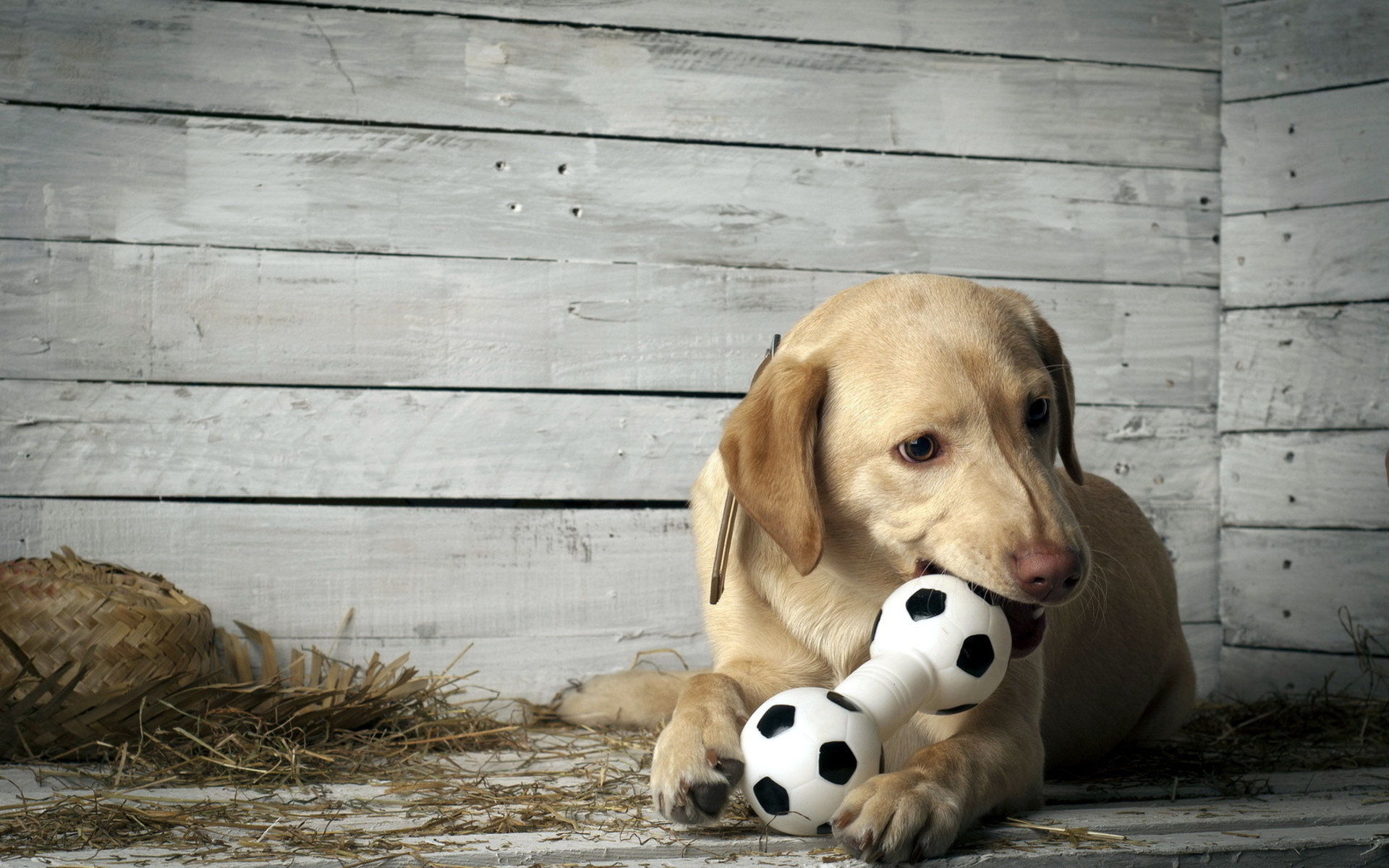 Téléchargez des papiers peints mobile Chiens, Chien, Animaux gratuitement.