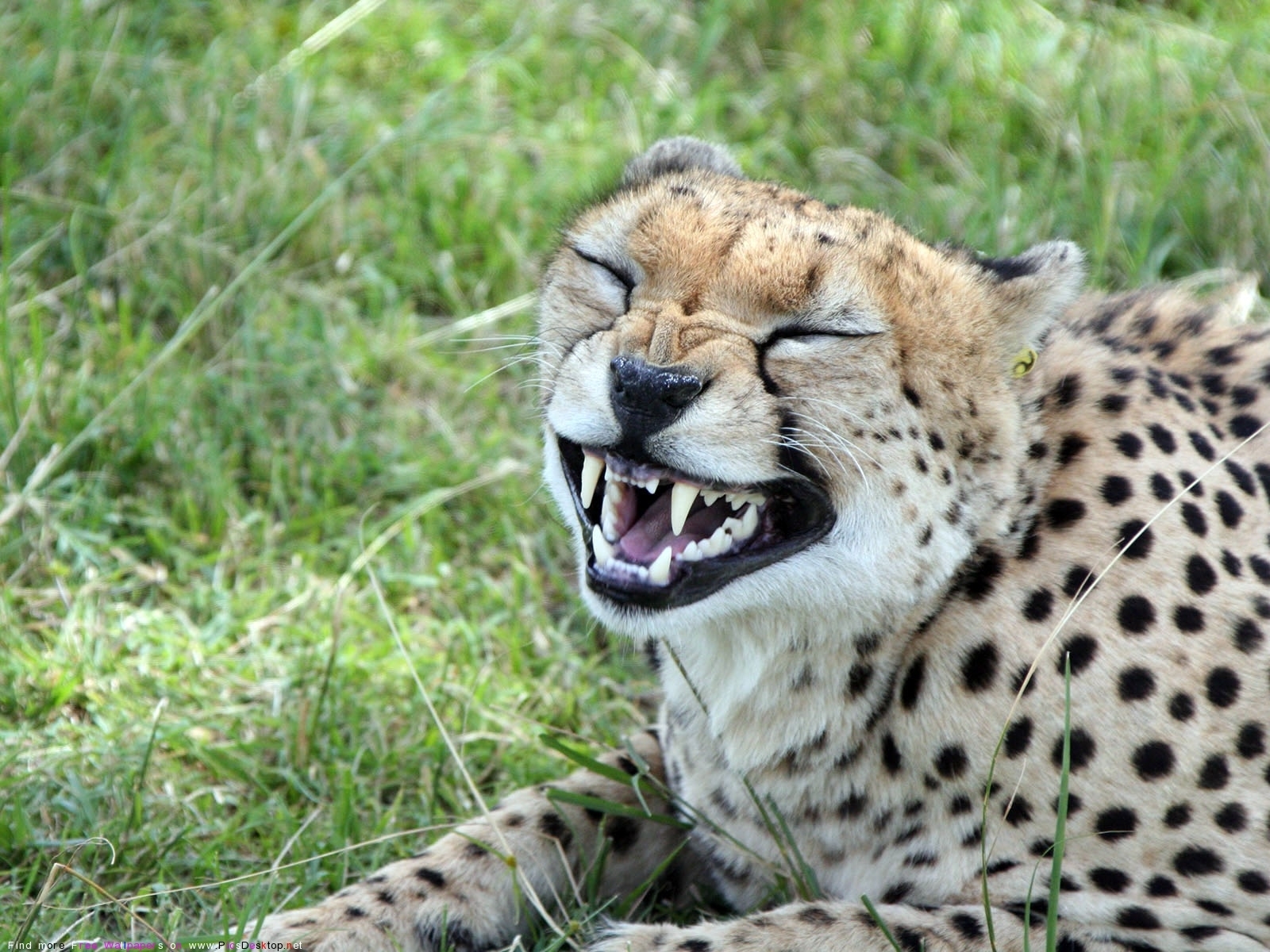 Free download wallpaper Animals, Cheetah on your PC desktop