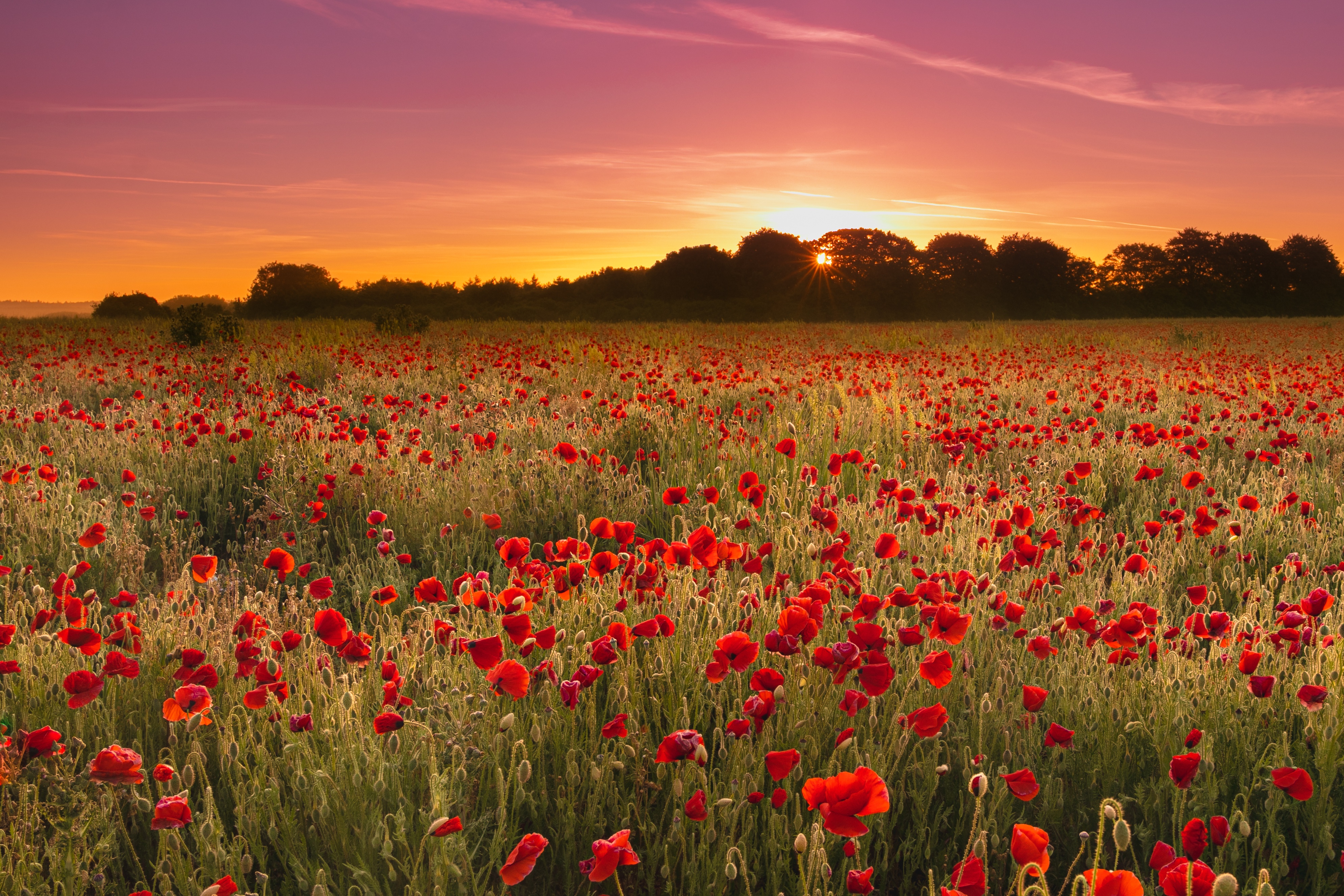 Download mobile wallpaper Flowers, Sunset, Summer, Flower, Earth, Field, Evening, Poppy for free.