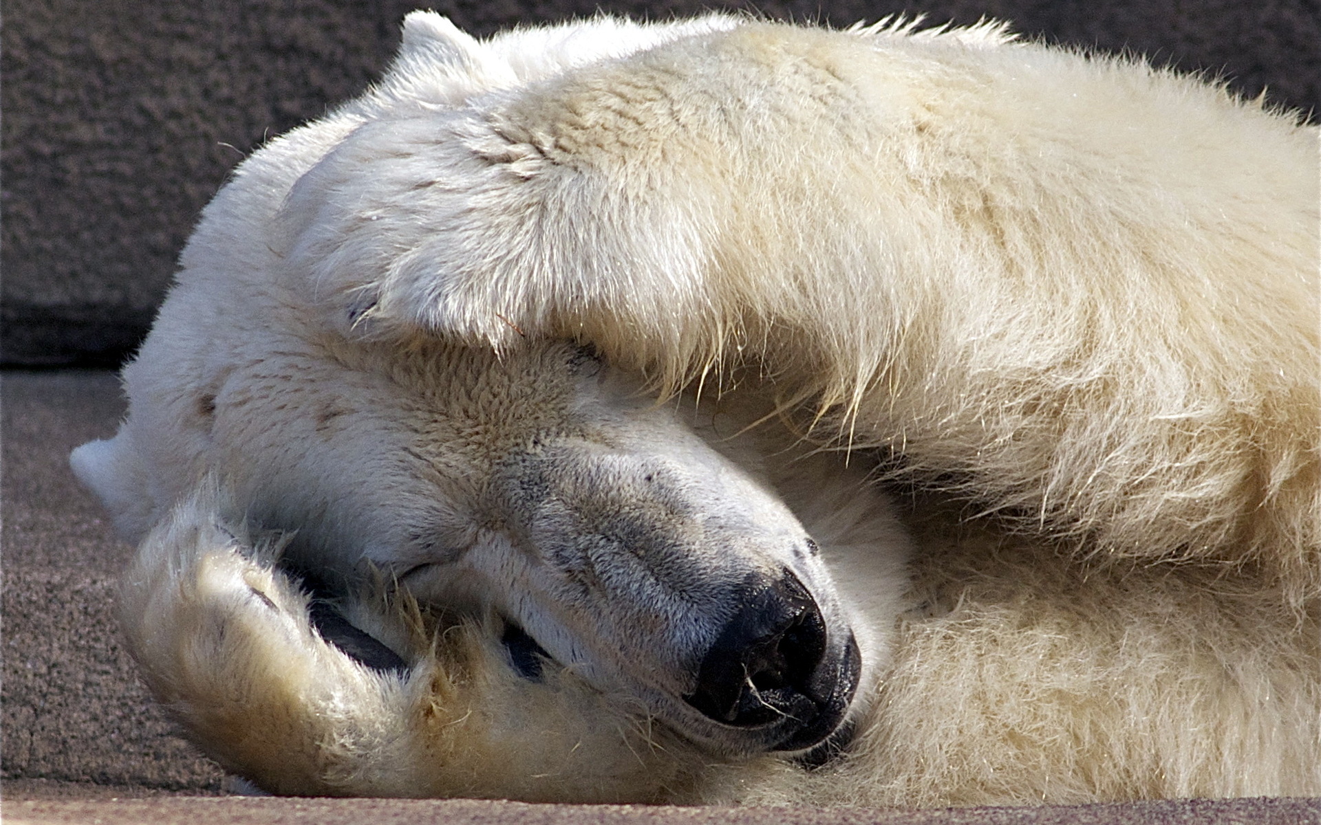 Laden Sie das Humor, Tiere, Bären, Lustig, Eisbär-Bild kostenlos auf Ihren PC-Desktop herunter