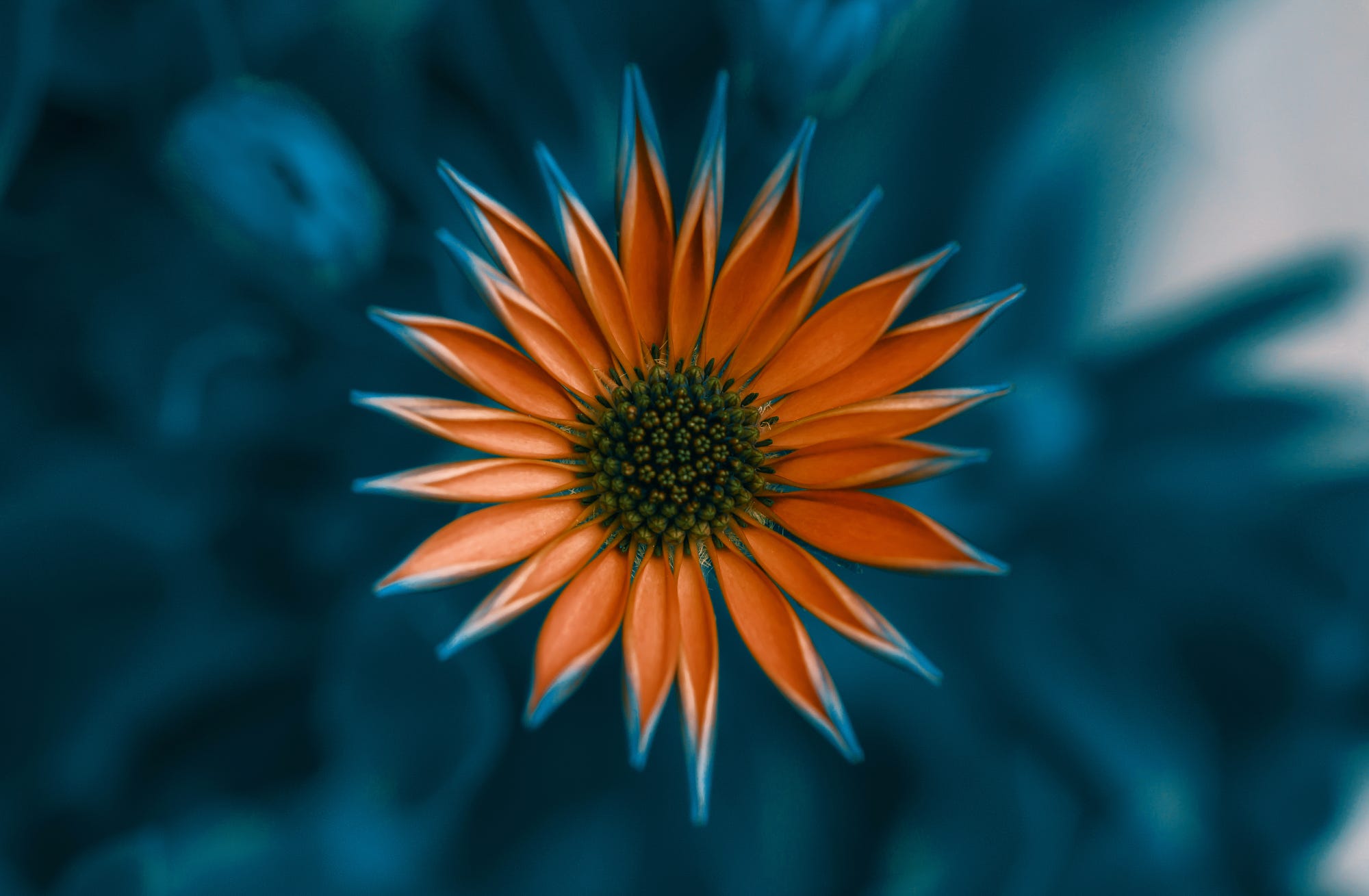 Free download wallpaper Flowers, Flower, Earth, Petal, Orange Flower on your PC desktop