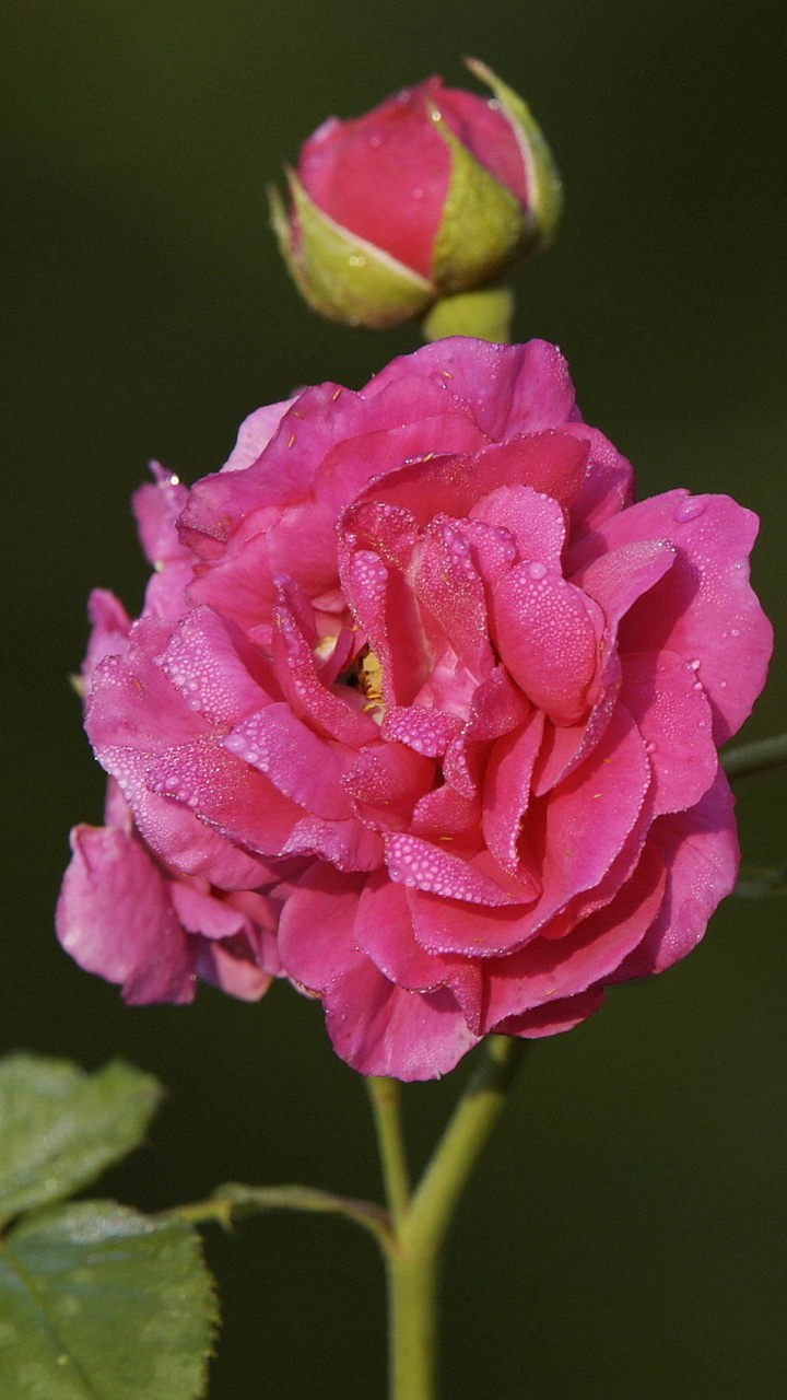 Téléchargez des papiers peints mobile Fleurs, Rose, Terre/nature gratuitement.