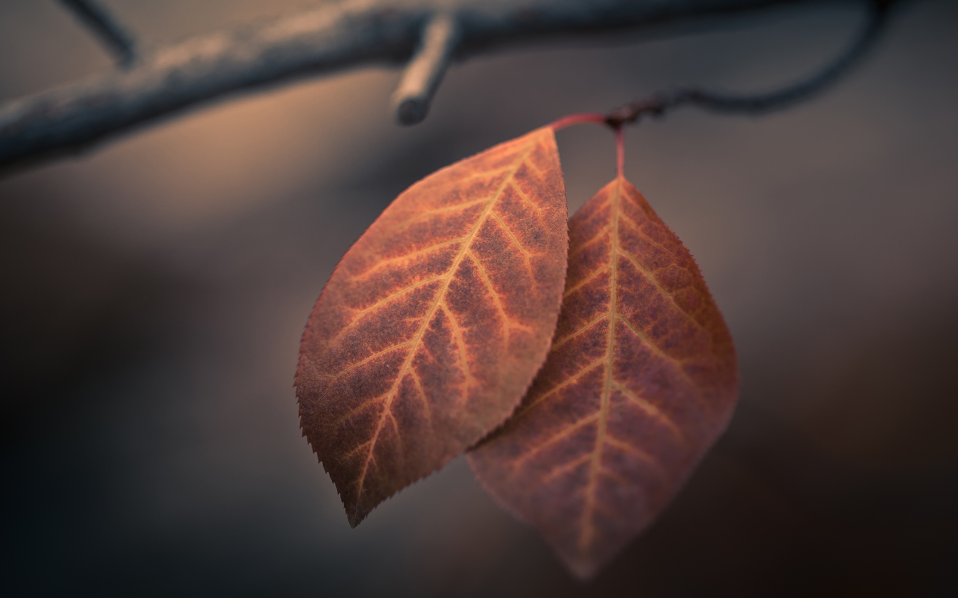 Free download wallpaper Nature, Leaf, Fall, Earth, Season on your PC desktop