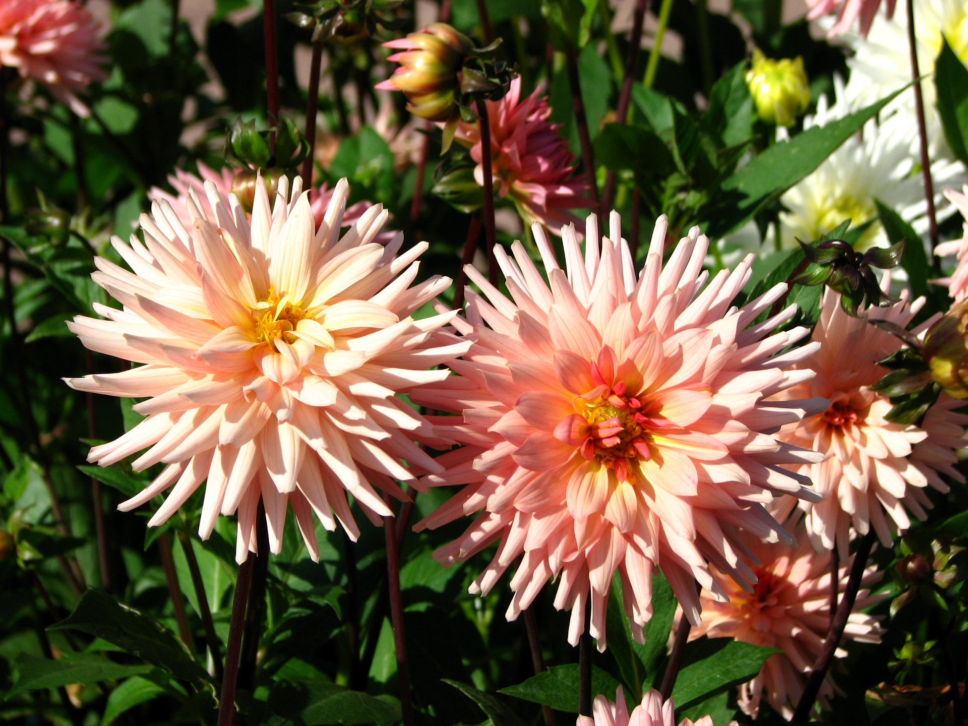 Baixe gratuitamente a imagem Flores, Flor, Terra/natureza na área de trabalho do seu PC