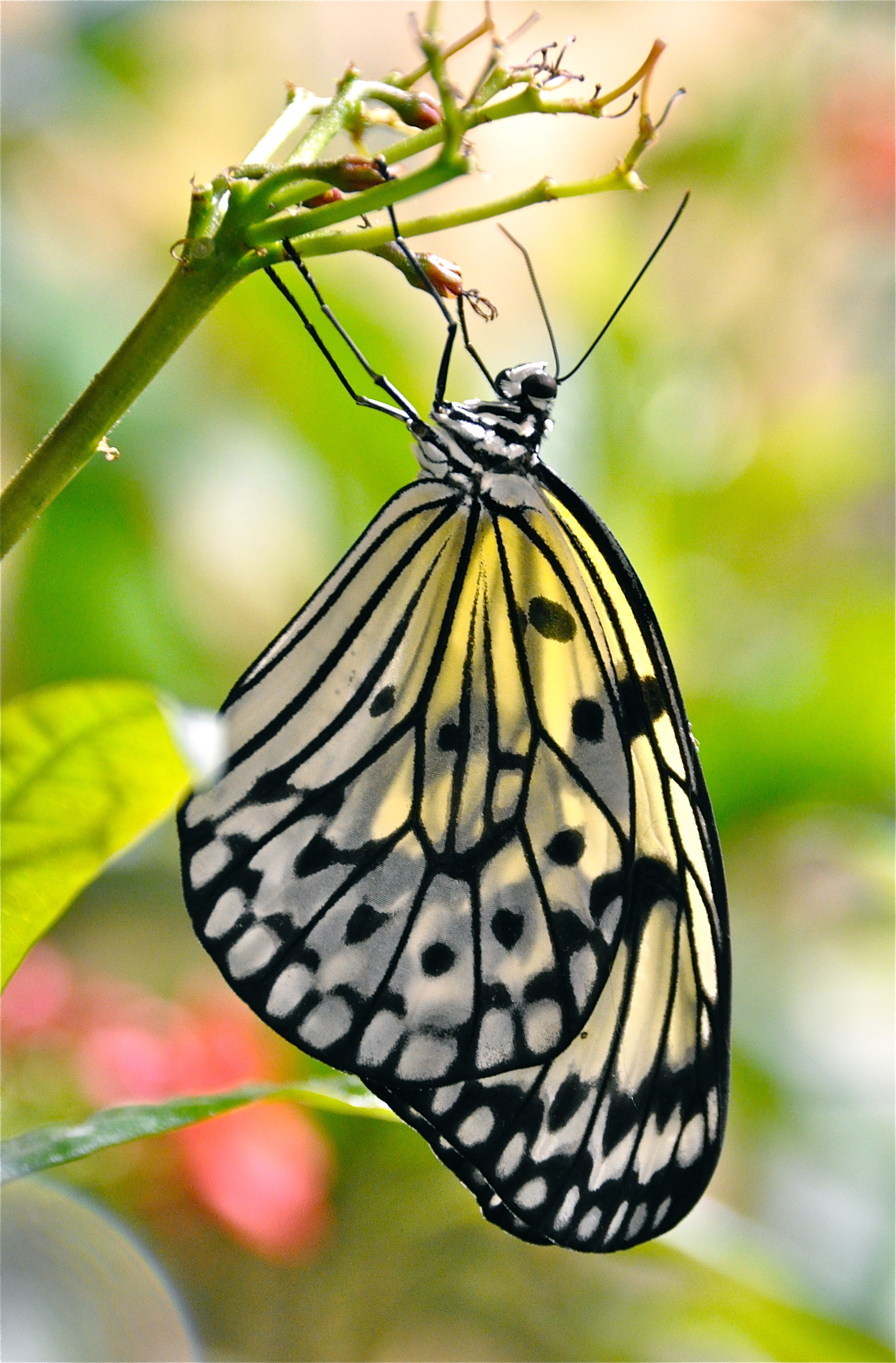 無料モバイル壁紙動物, 大きい, マクロ, バタフライ, 翼, パターン, 蝶をダウンロードします。