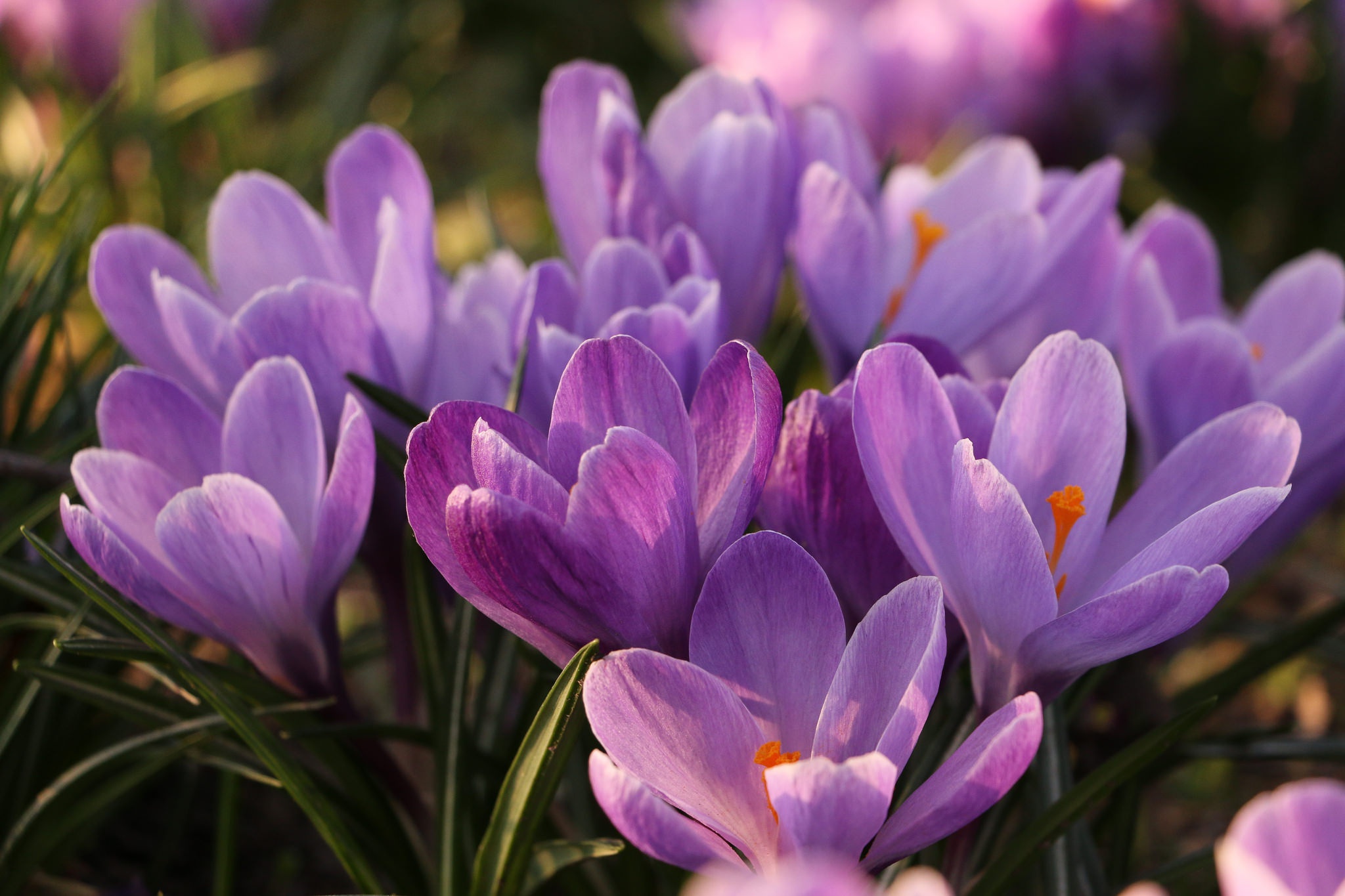 無料モバイル壁紙自然, フラワーズ, 花, 大きい, 地球, クロッカス, 紫色の花をダウンロードします。