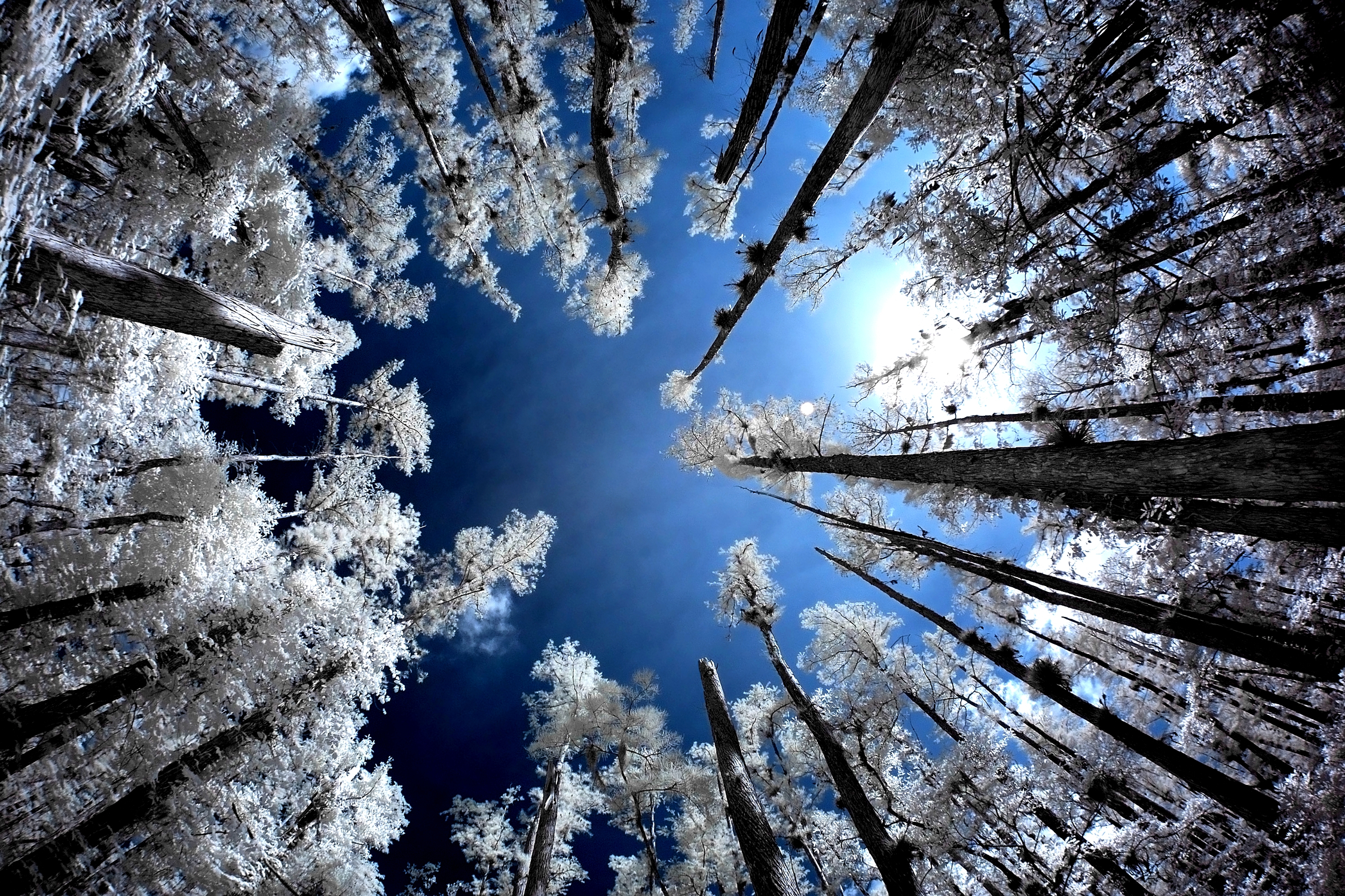 Free download wallpaper Winter, Snow, Forest, Tree, Earth on your PC desktop