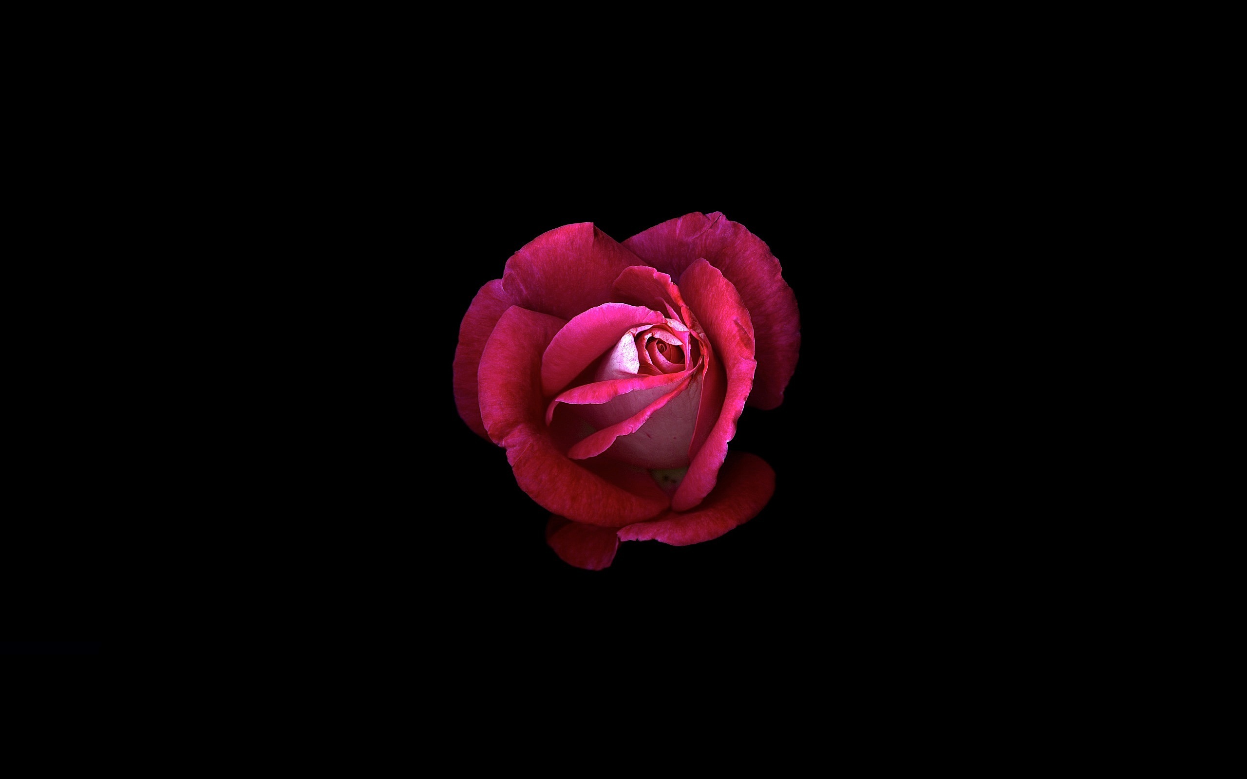 Descarga gratis la imagen Flores, Rosa, Rosa Roja, Minimalista, Tierra/naturaleza en el escritorio de tu PC