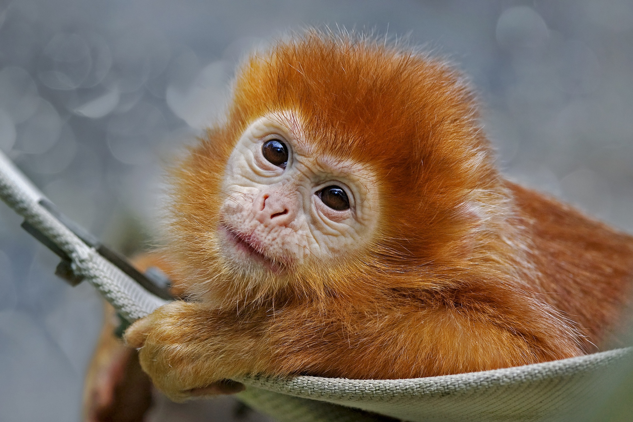 372982 descargar imagen animales, mono dorado de nariz chata, monos: fondos de pantalla y protectores de pantalla gratis