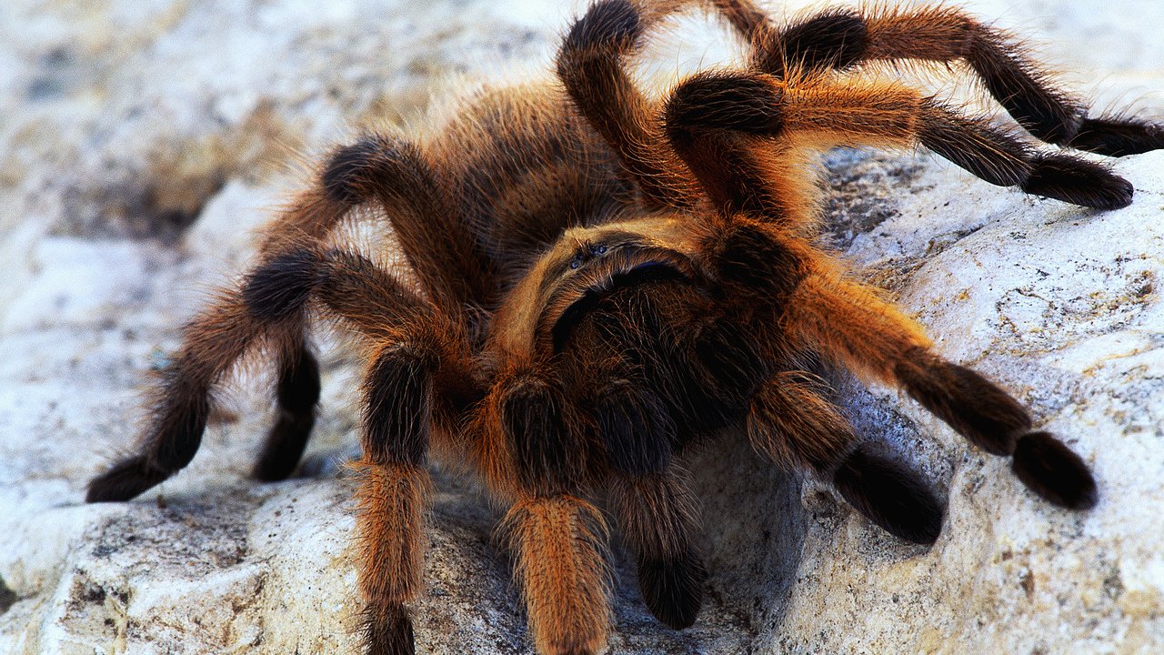 1513889 скачать обои паук, животные, тарантул - заставки и картинки бесплатно